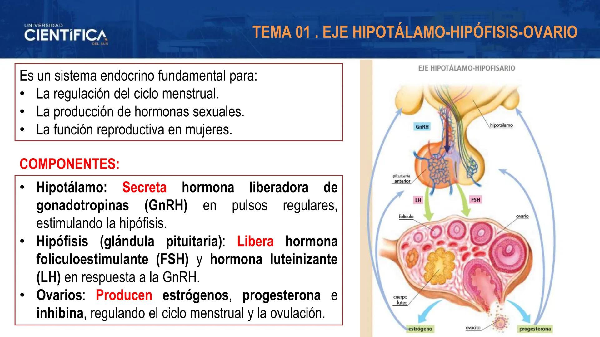 UNIVERSIDAD
CIENTÍFICA
DEL SUR
MEJORAS TÚ, MEJORA EL MUNDO.
REGULACIÓN HORMONAL DE LA OVOGÉNESIS
MORFOFISIOLOGÍA II- SEM 15
EQUIPO DE MORFOF