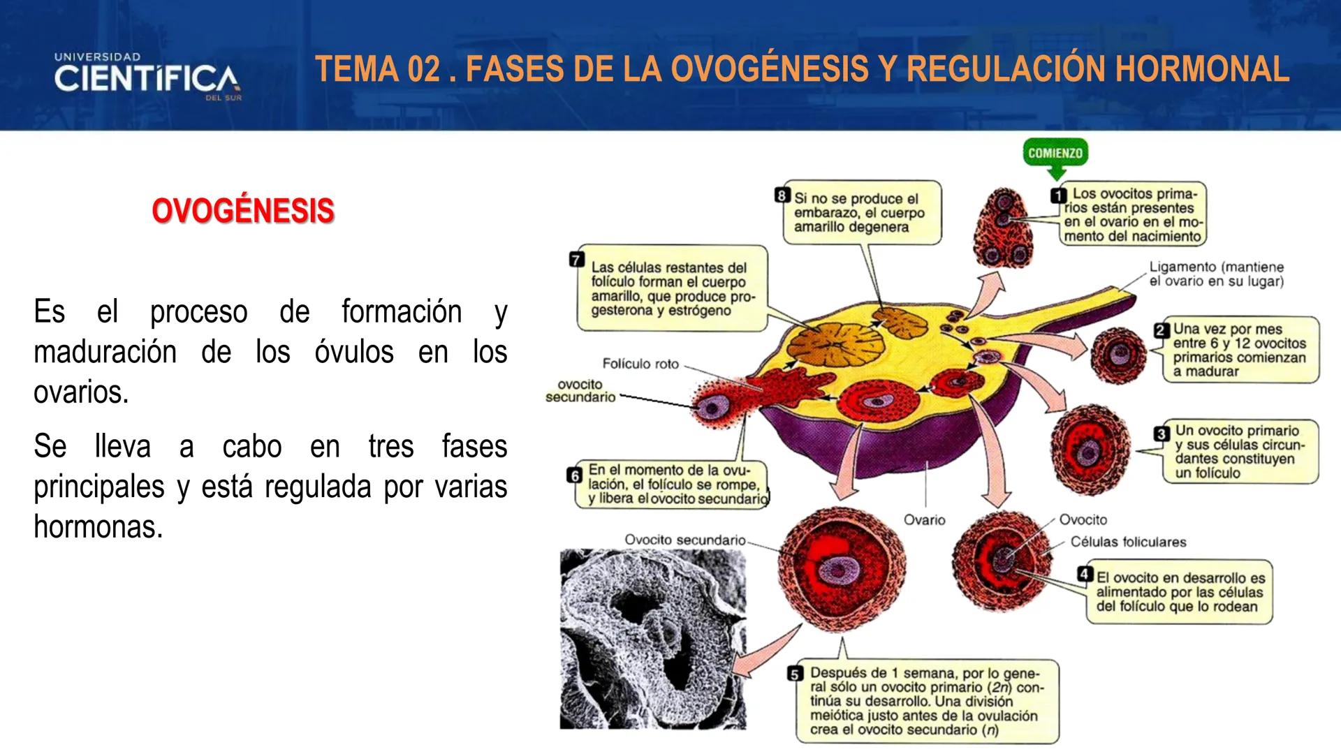 UNIVERSIDAD
CIENTÍFICA
DEL SUR
MEJORAS TÚ, MEJORA EL MUNDO.
REGULACIÓN HORMONAL DE LA OVOGÉNESIS
MORFOFISIOLOGÍA II- SEM 15
EQUIPO DE MORFOF