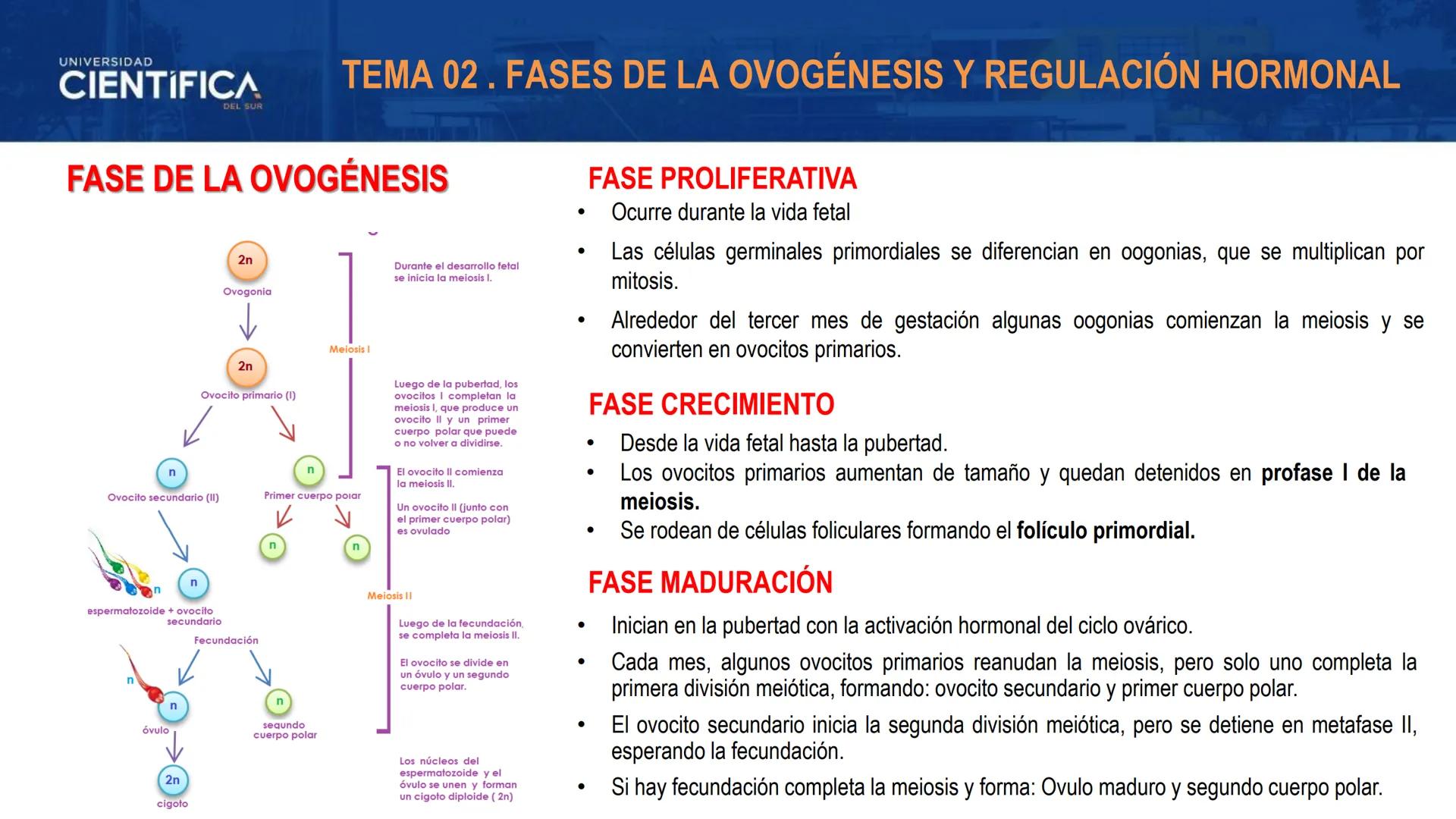 UNIVERSIDAD
CIENTÍFICA
DEL SUR
MEJORAS TÚ, MEJORA EL MUNDO.
REGULACIÓN HORMONAL DE LA OVOGÉNESIS
MORFOFISIOLOGÍA II- SEM 15
EQUIPO DE MORFOF