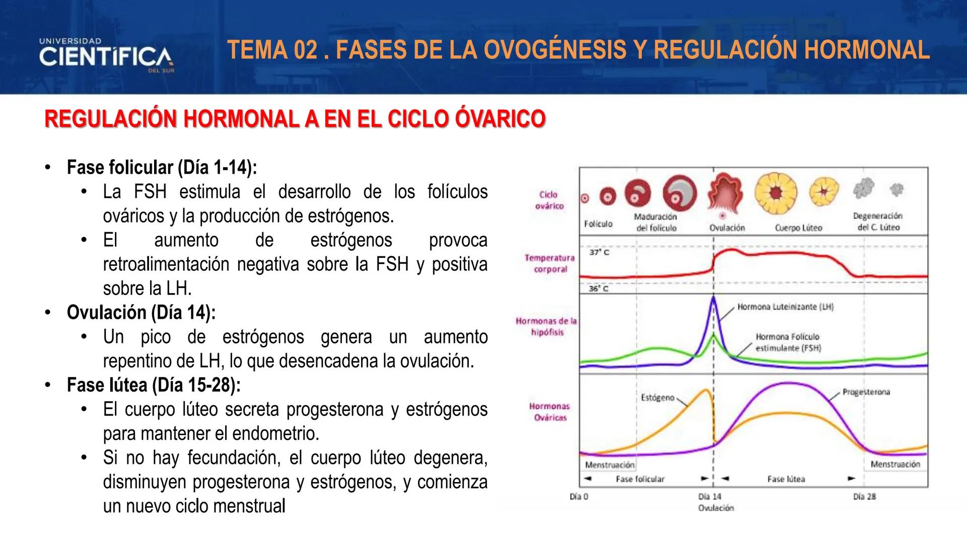 UNIVERSIDAD
CIENTÍFICA
DEL SUR
MEJORAS TÚ, MEJORA EL MUNDO.
REGULACIÓN HORMONAL DE LA OVOGÉNESIS
MORFOFISIOLOGÍA II- SEM 15
EQUIPO DE MORFOF