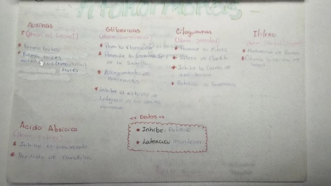 Sistema endocrino