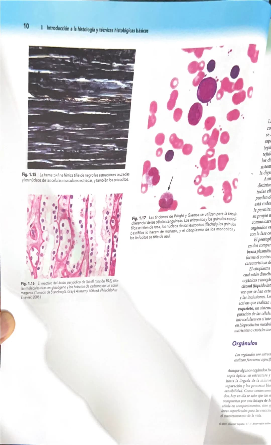 # 1
Introducción a la histología
y técnicas histológicas básicas
La histología es el estudio microscópico de los tejidos de organis
mos vivo