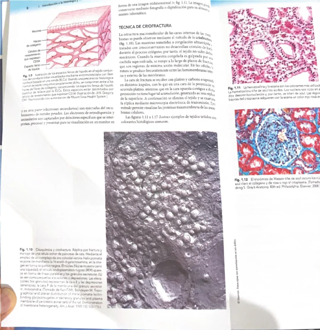 # 1
Introducción a la histología
y técnicas histológicas básicas
La histología es el estudio microscópico de los tejidos de organis
mos vivo