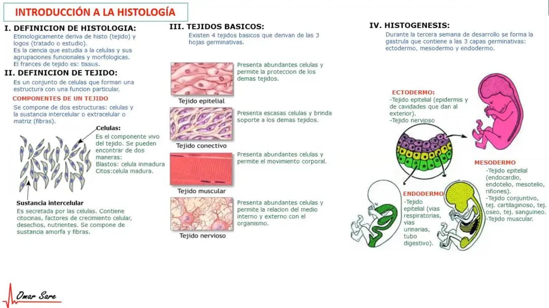 Anatomía completo