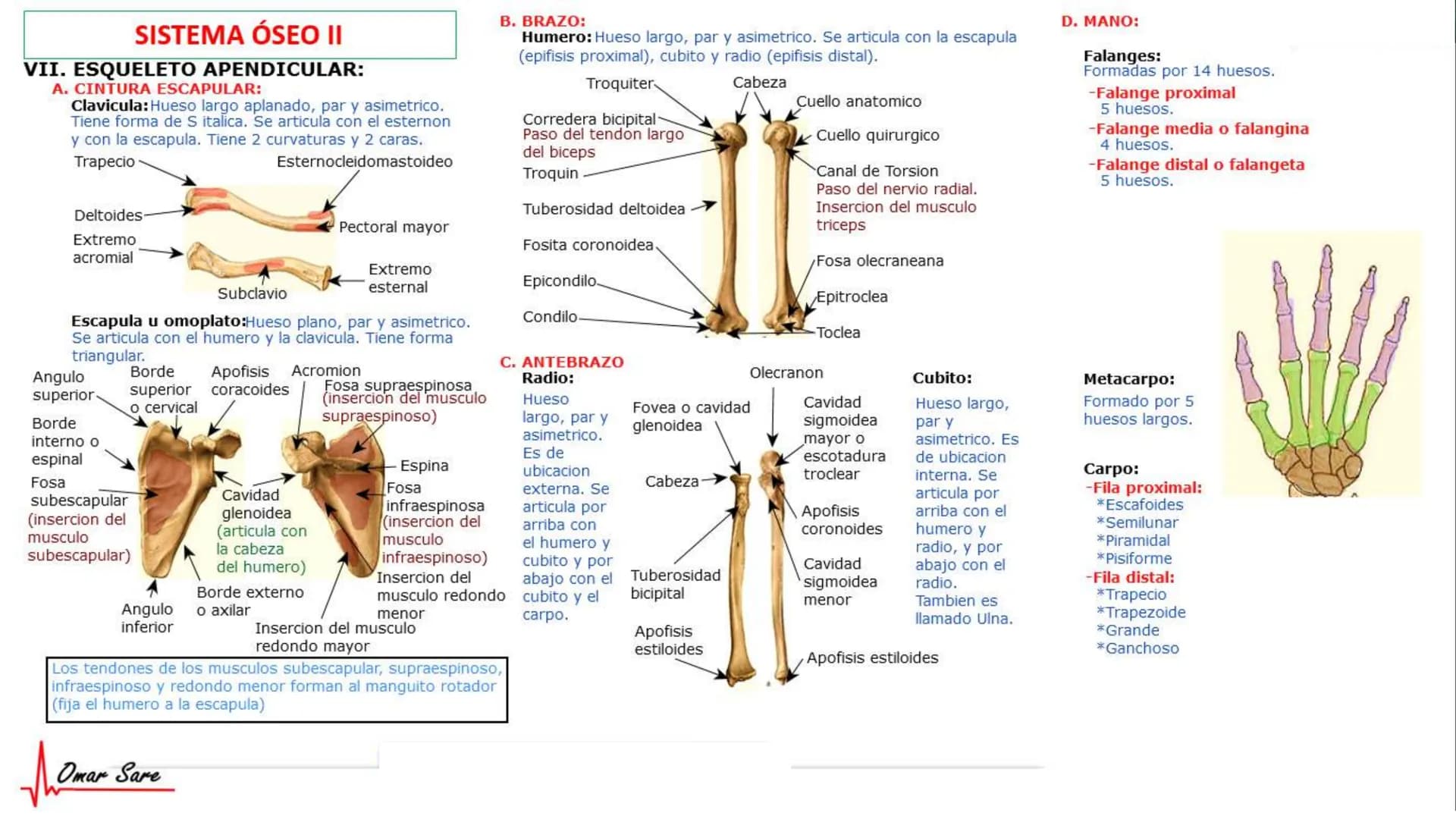 INTRODUCCIÓN A LA HISTOLOGÍA
I. DEFINICION DE HISTOLOGIA:
Etimologicamente deriva de histo (tejido) y
logos (tratado o estudio).
Es la cienc