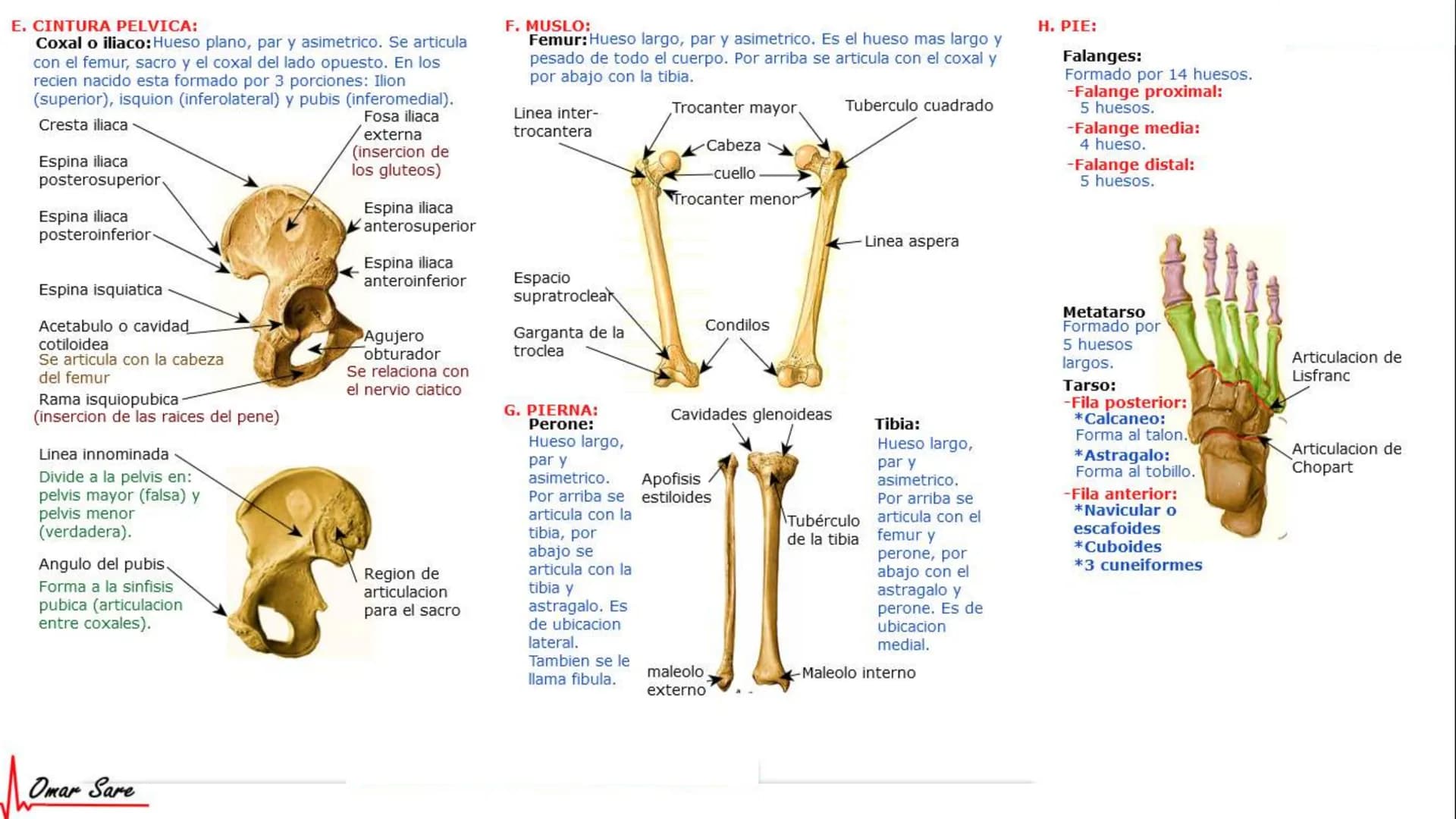 INTRODUCCIÓN A LA HISTOLOGÍA
I. DEFINICION DE HISTOLOGIA:
Etimologicamente deriva de histo (tejido) y
logos (tratado o estudio).
Es la cienc