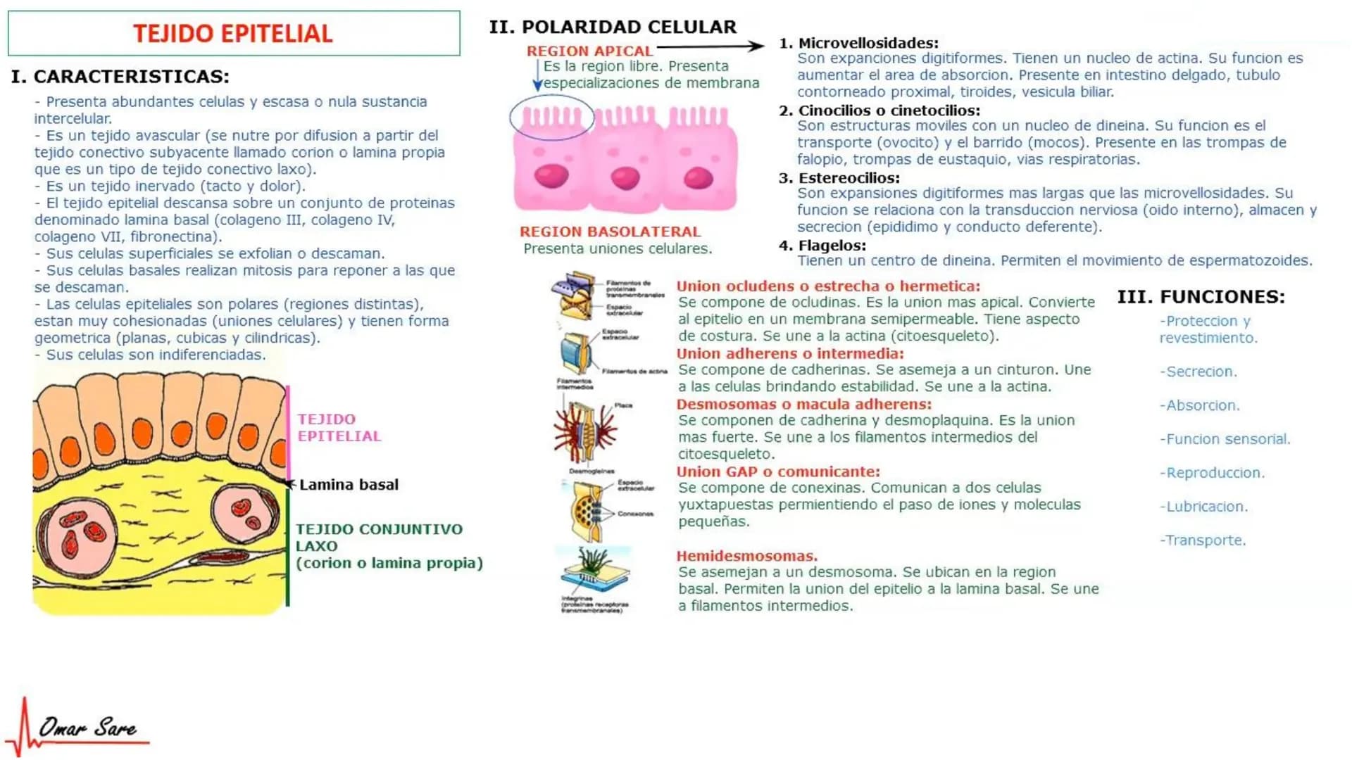 INTRODUCCIÓN A LA HISTOLOGÍA
I. DEFINICION DE HISTOLOGIA:
Etimologicamente deriva de histo (tejido) y
logos (tratado o estudio).
Es la cienc