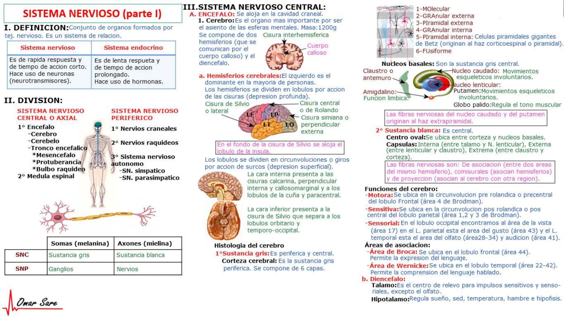 INTRODUCCIÓN A LA HISTOLOGÍA
I. DEFINICION DE HISTOLOGIA:
Etimologicamente deriva de histo (tejido) y
logos (tratado o estudio).
Es la cienc