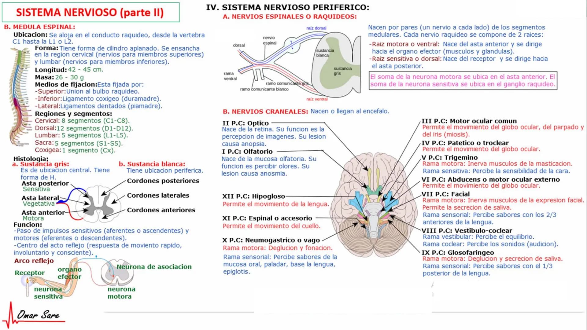 INTRODUCCIÓN A LA HISTOLOGÍA
I. DEFINICION DE HISTOLOGIA:
Etimologicamente deriva de histo (tejido) y
logos (tratado o estudio).
Es la cienc