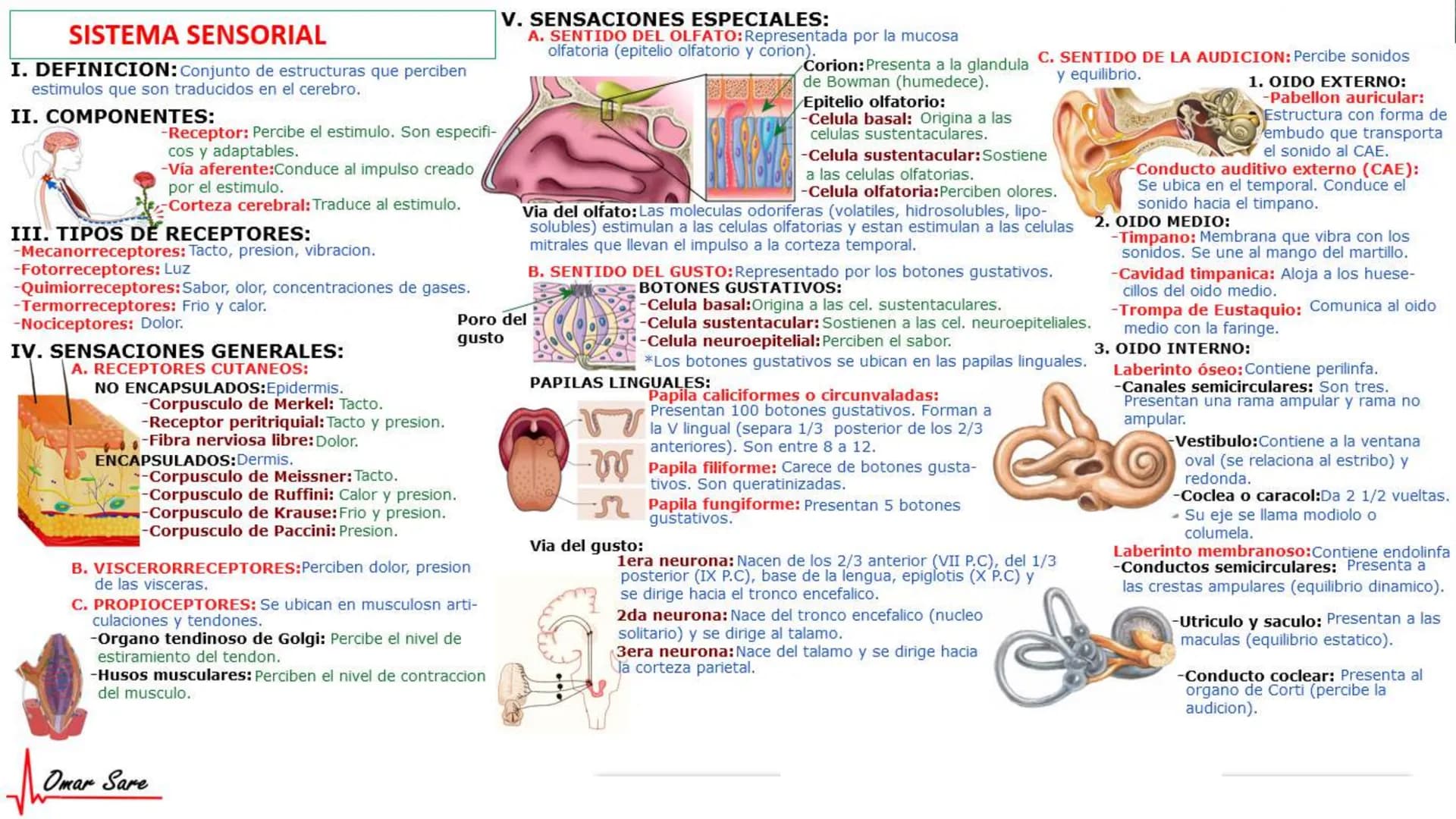 INTRODUCCIÓN A LA HISTOLOGÍA
I. DEFINICION DE HISTOLOGIA:
Etimologicamente deriva de histo (tejido) y
logos (tratado o estudio).
Es la cienc
