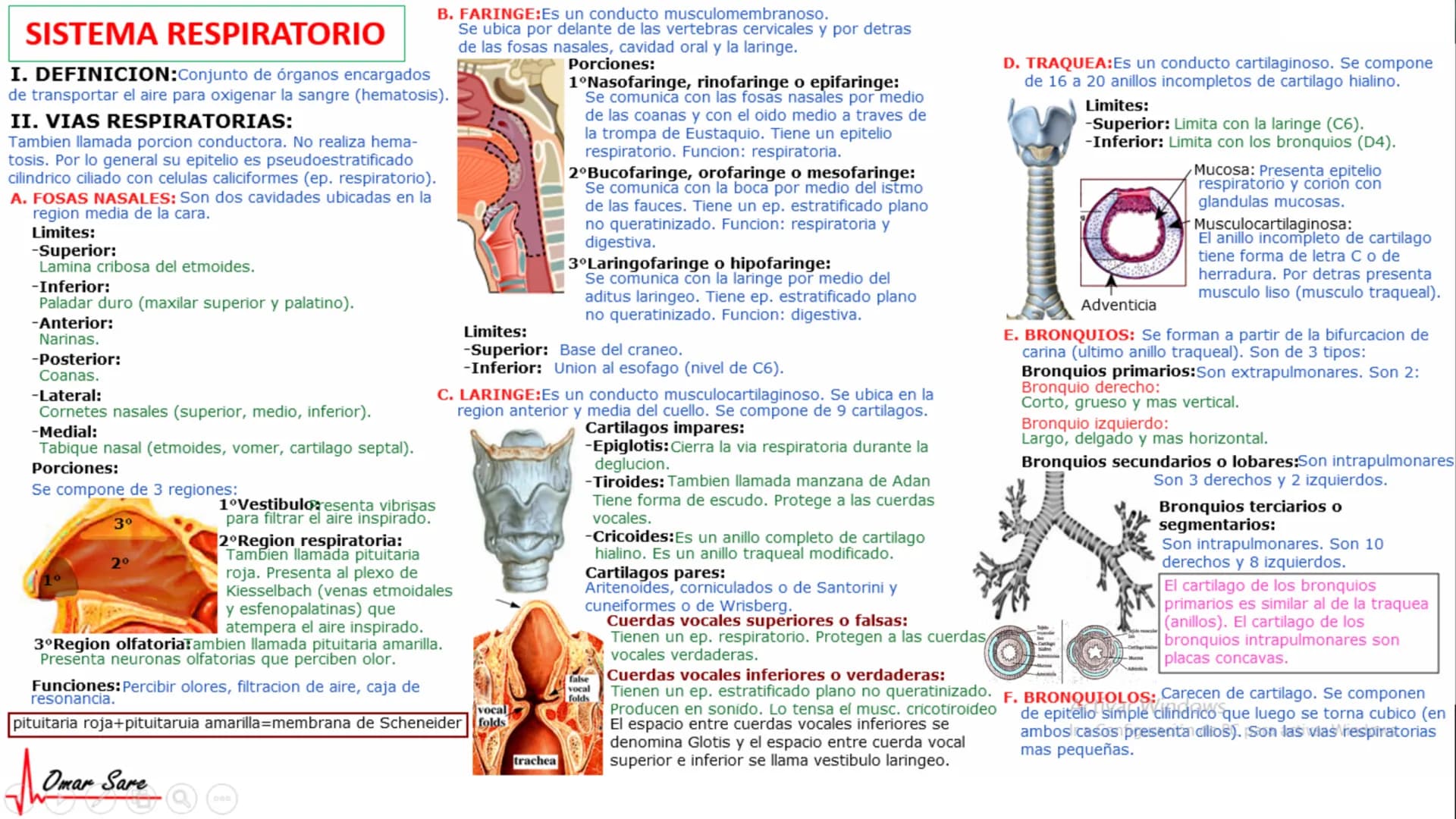 INTRODUCCIÓN A LA HISTOLOGÍA
I. DEFINICION DE HISTOLOGIA:
Etimologicamente deriva de histo (tejido) y
logos (tratado o estudio).
Es la cienc