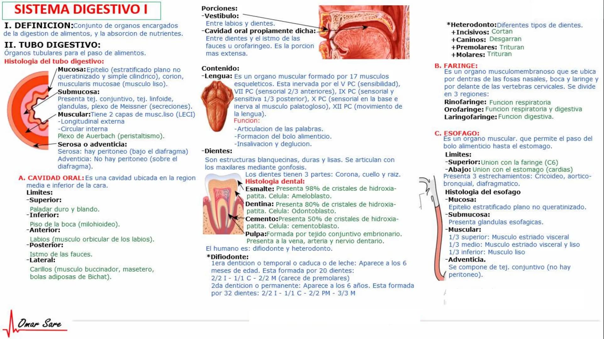 INTRODUCCIÓN A LA HISTOLOGÍA
I. DEFINICION DE HISTOLOGIA:
Etimologicamente deriva de histo (tejido) y
logos (tratado o estudio).
Es la cienc