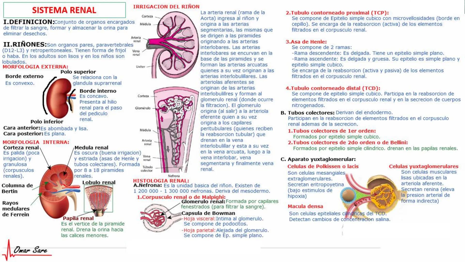 INTRODUCCIÓN A LA HISTOLOGÍA
I. DEFINICION DE HISTOLOGIA:
Etimologicamente deriva de histo (tejido) y
logos (tratado o estudio).
Es la cienc