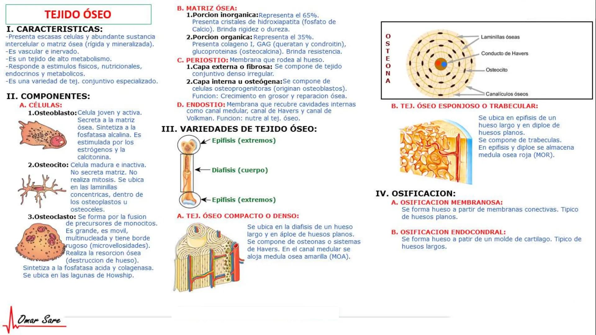 INTRODUCCIÓN A LA HISTOLOGÍA
I. DEFINICION DE HISTOLOGIA:
Etimologicamente deriva de histo (tejido) y
logos (tratado o estudio).
Es la cienc