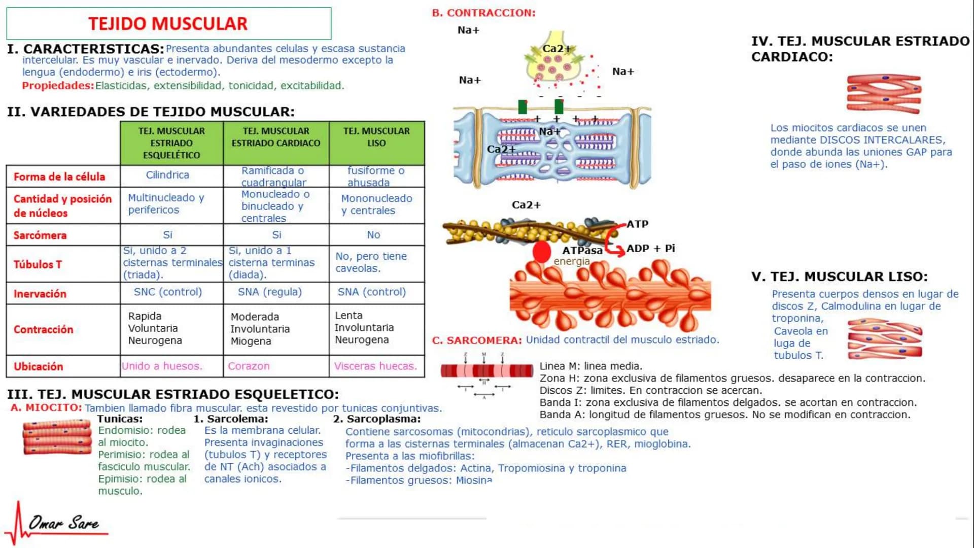 INTRODUCCIÓN A LA HISTOLOGÍA
I. DEFINICION DE HISTOLOGIA:
Etimologicamente deriva de histo (tejido) y
logos (tratado o estudio).
Es la cienc
