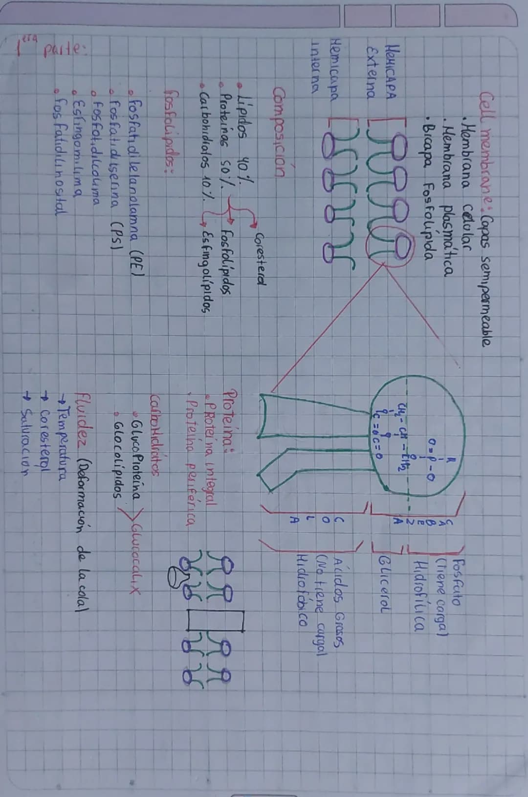 Thursday, May 22<sup>nd</sup>, 2025

# CEL MEMBRANE

Learning Goal: Conocemos los componentes de la membrana
celular.

Challenging question: