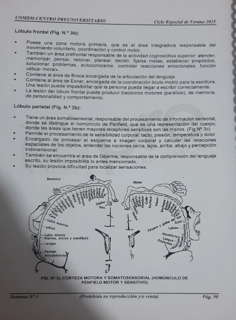 --- OCR Start ---
UNMSM-CENTRO PREUNIVERSITARIO
1. ORÍGENES DE LA PSICOLOGÍA
LA PSICOLOGÍA
COMO CIENCIA
Antecedentes
Escuelas
Clásicas
Arist