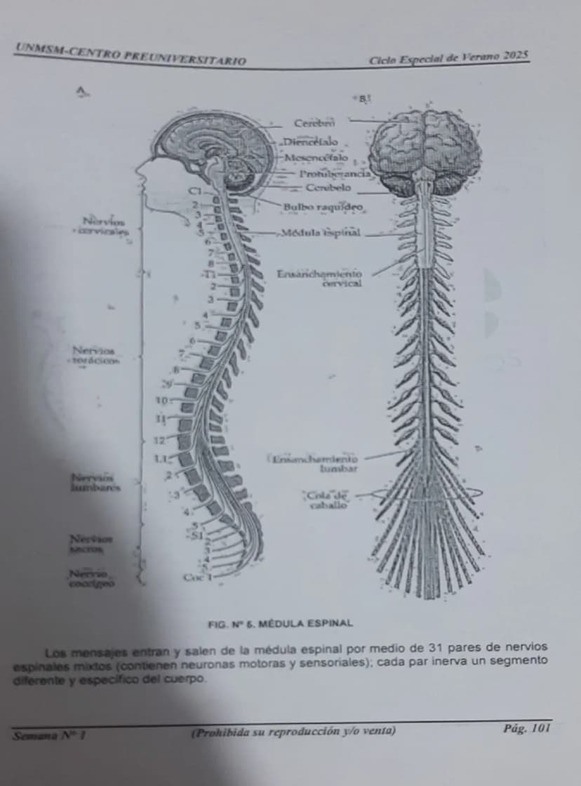 --- OCR Start ---
UNMSM-CENTRO PREUNIVERSITARIO
1. ORÍGENES DE LA PSICOLOGÍA
LA PSICOLOGÍA
COMO CIENCIA
Antecedentes
Escuelas
Clásicas
Arist