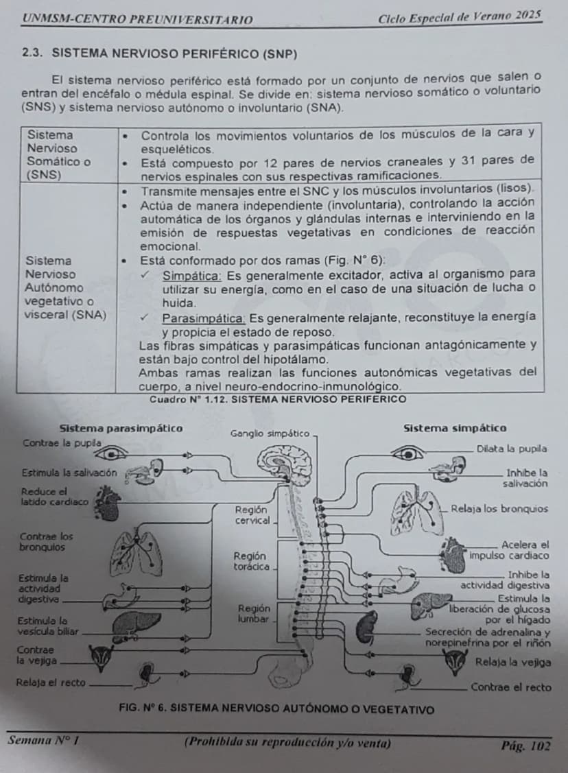 --- OCR Start ---
UNMSM-CENTRO PREUNIVERSITARIO
1. ORÍGENES DE LA PSICOLOGÍA
LA PSICOLOGÍA
COMO CIENCIA
Antecedentes
Escuelas
Clásicas
Arist