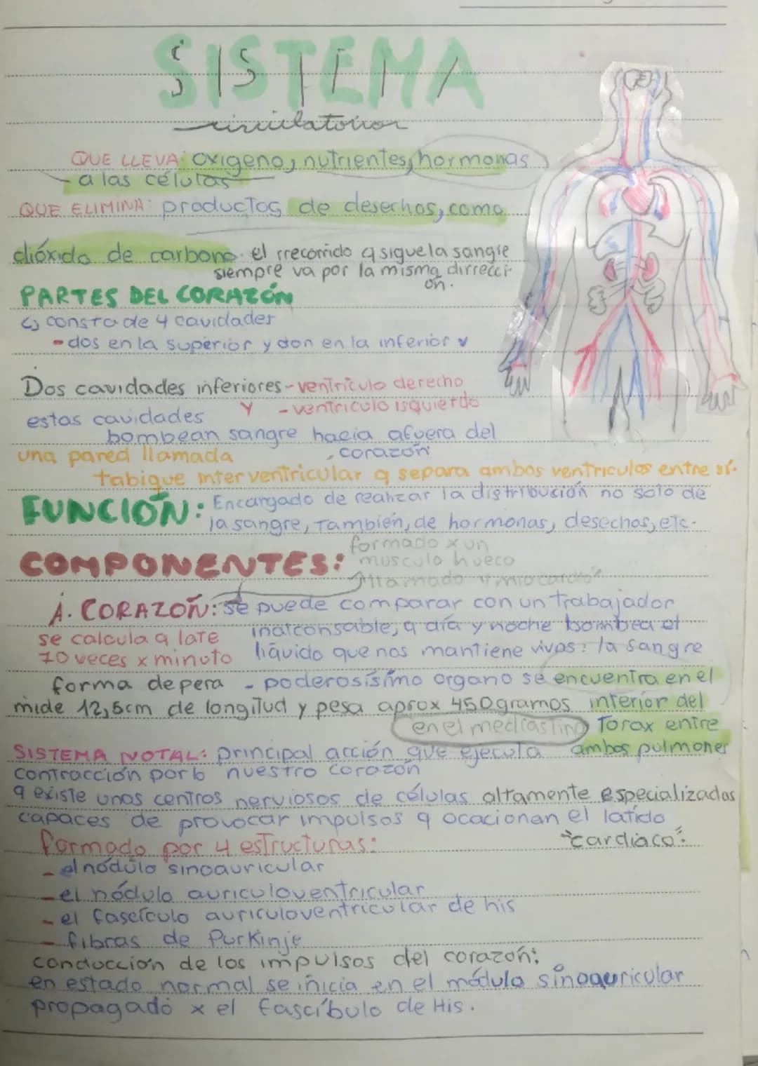 SISTEMA
rinciilatoivor
QUE LLEVA Oxigeno, nutrientes, hormonas
a las células
QUE ELIMINA: productos de desechos, como
dióxido de carbons el 