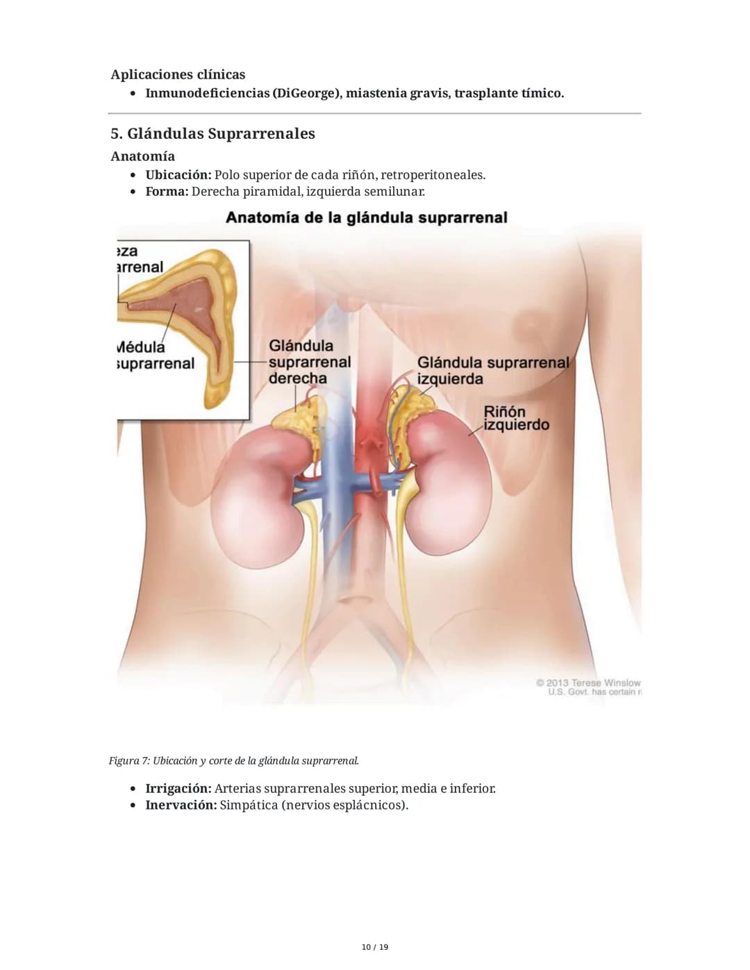 Sistema Endocrino: Anatomía y Fisiología
1. Introducción al Sistema Endocrino
El sistema endocrino está compuesto por glándulas que secretan