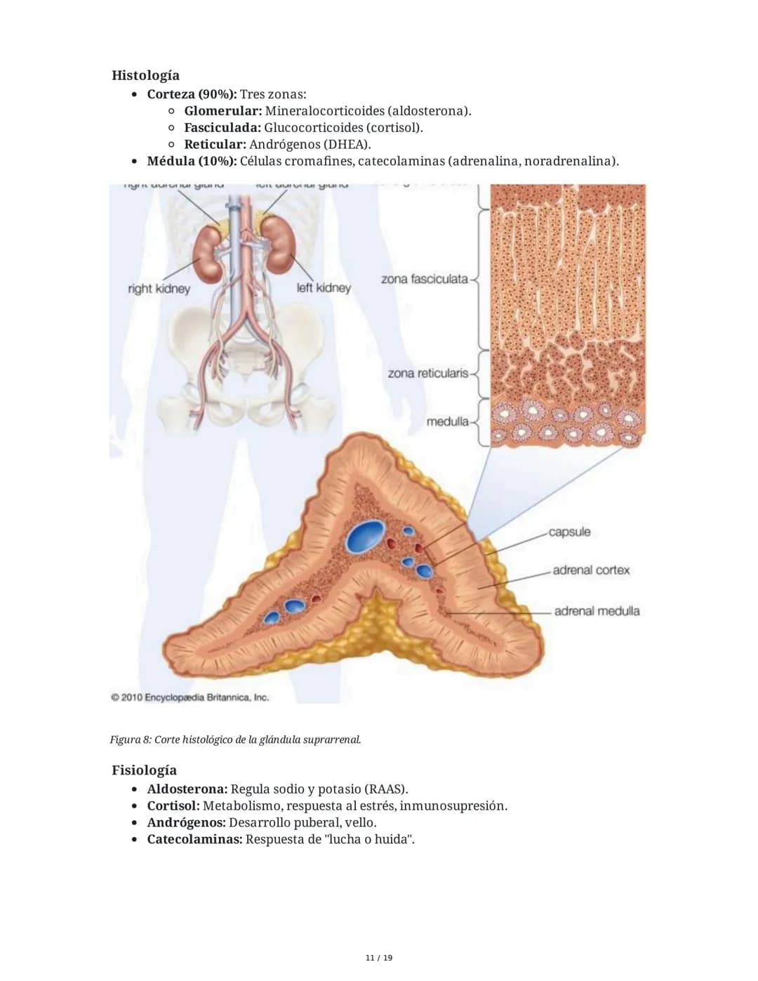 Sistema Endocrino: Anatomía y Fisiología
1. Introducción al Sistema Endocrino
El sistema endocrino está compuesto por glándulas que secretan