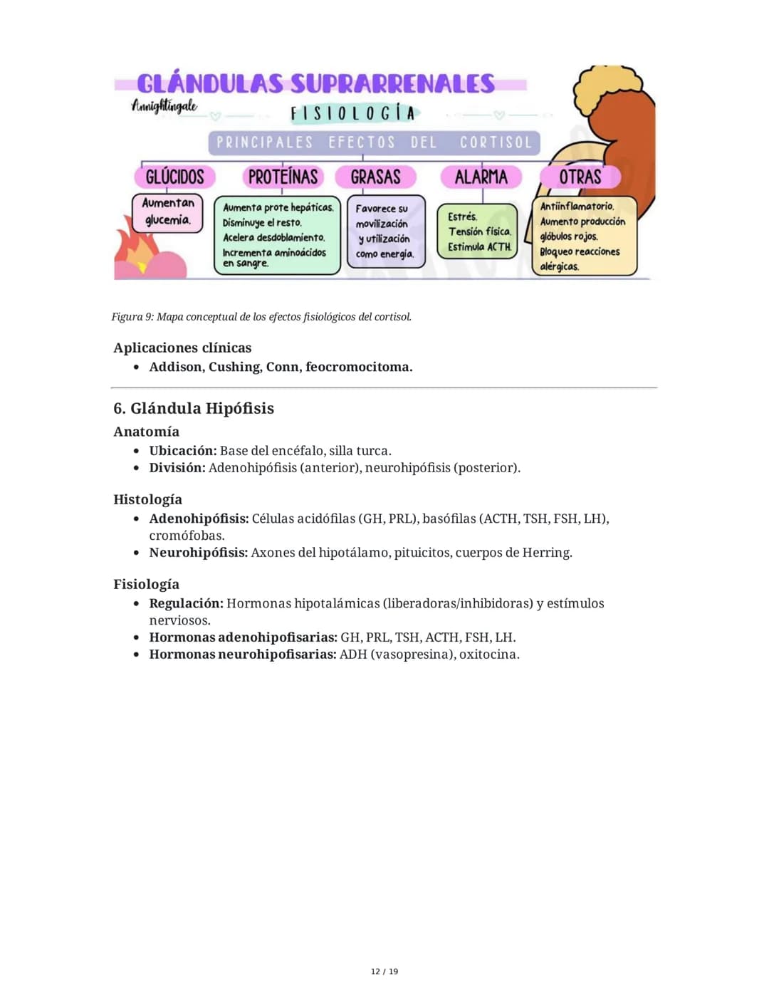 Sistema Endocrino: Anatomía y Fisiología
1. Introducción al Sistema Endocrino
El sistema endocrino está compuesto por glándulas que secretan
