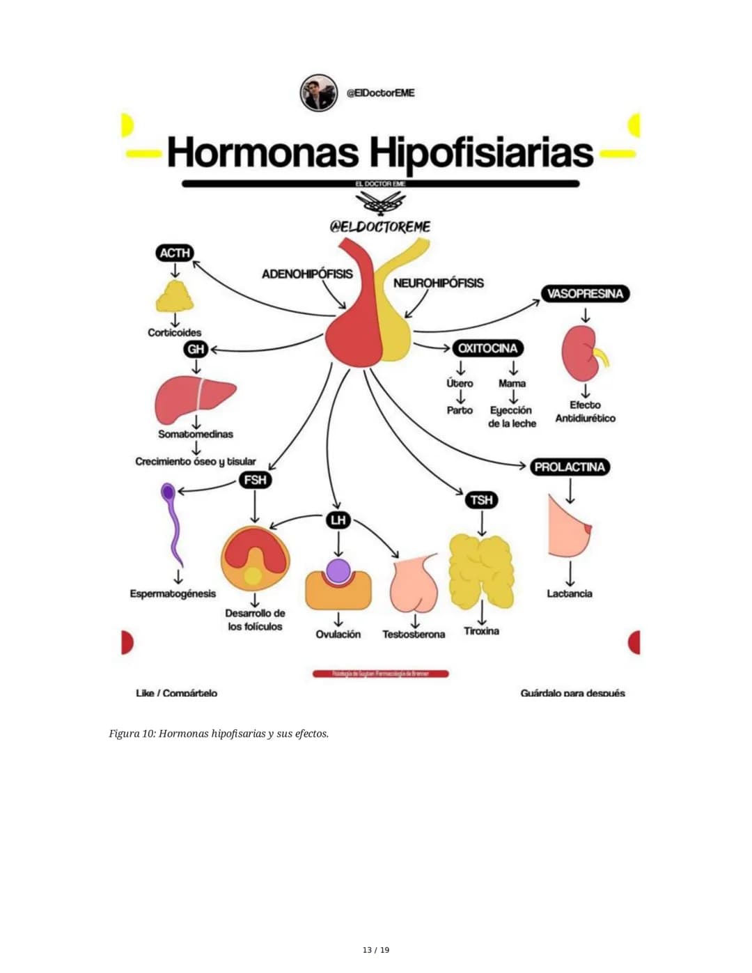 Sistema Endocrino: Anatomía y Fisiología
1. Introducción al Sistema Endocrino
El sistema endocrino está compuesto por glándulas que secretan