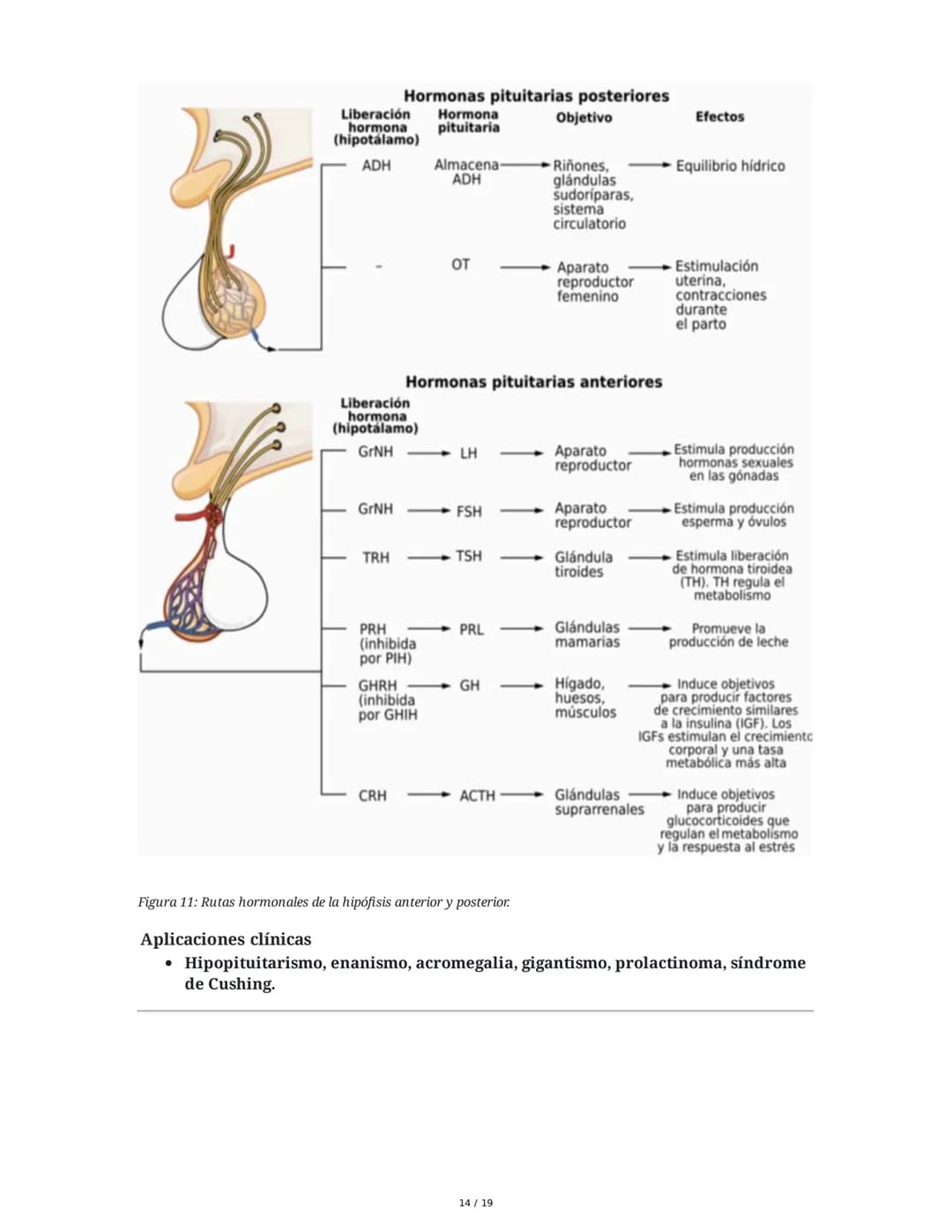 Sistema Endocrino: Anatomía y Fisiología
1. Introducción al Sistema Endocrino
El sistema endocrino está compuesto por glándulas que secretan