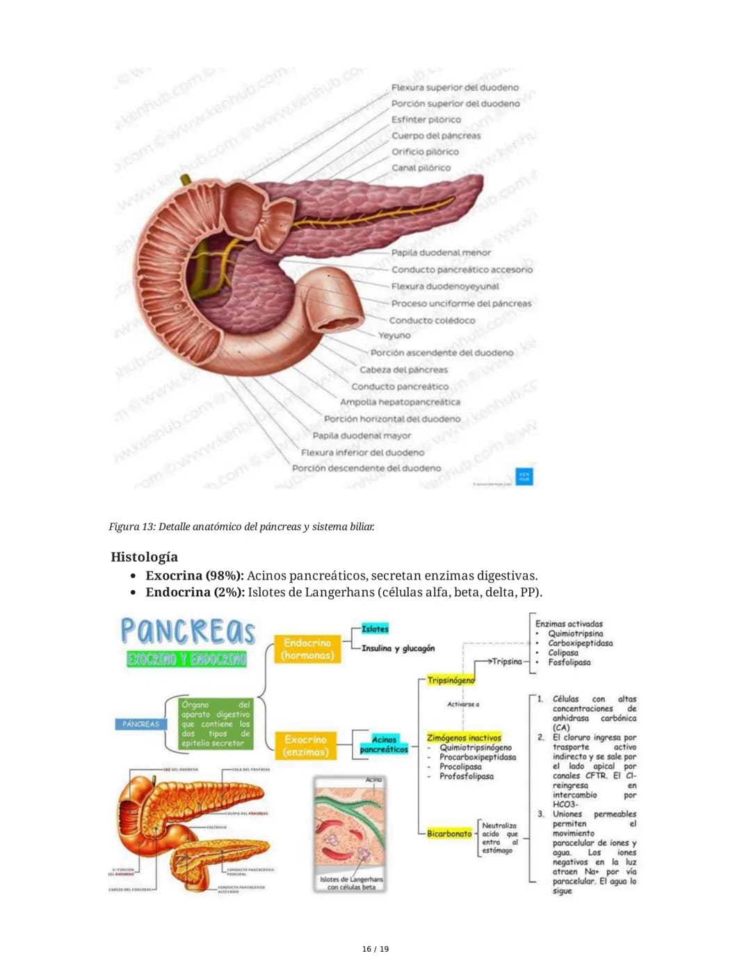 Sistema Endocrino: Anatomía y Fisiología
1. Introducción al Sistema Endocrino
El sistema endocrino está compuesto por glándulas que secretan