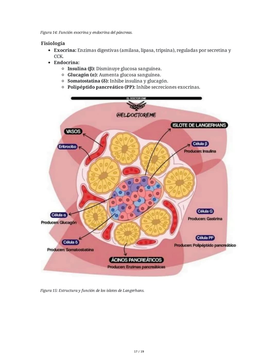Sistema Endocrino: Anatomía y Fisiología
1. Introducción al Sistema Endocrino
El sistema endocrino está compuesto por glándulas que secretan
