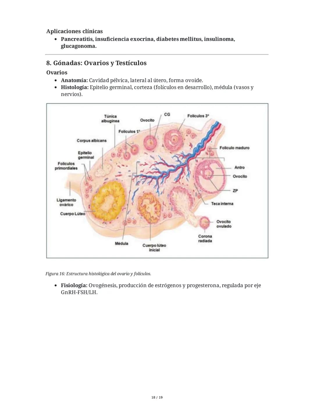 Sistema Endocrino: Anatomía y Fisiología
1. Introducción al Sistema Endocrino
El sistema endocrino está compuesto por glándulas que secretan