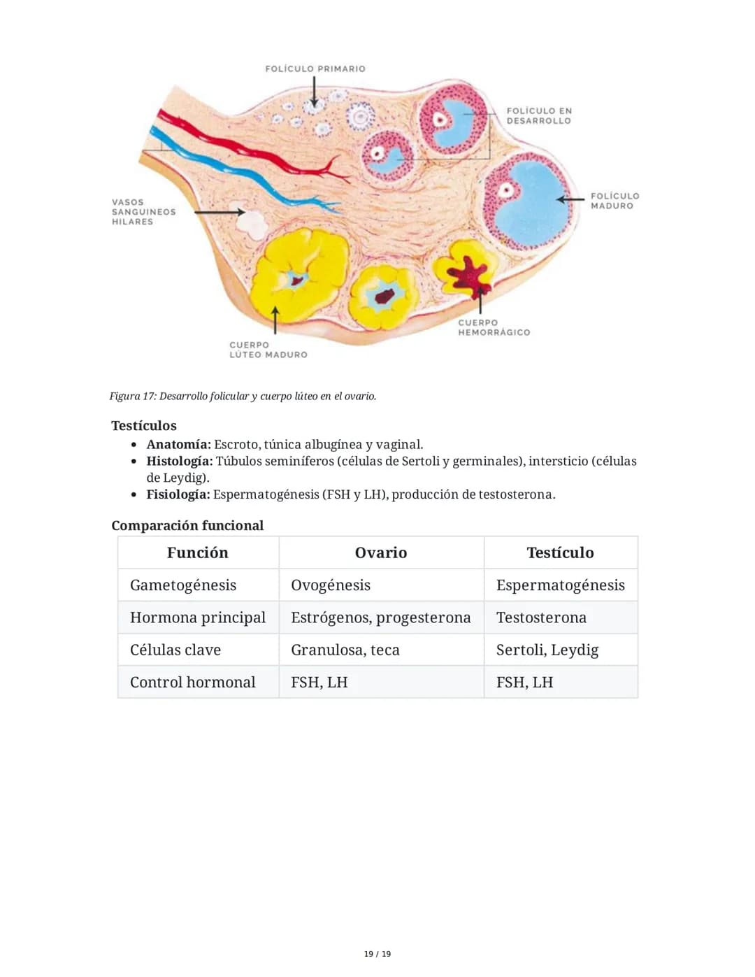 Sistema Endocrino: Anatomía y Fisiología
1. Introducción al Sistema Endocrino
El sistema endocrino está compuesto por glándulas que secretan