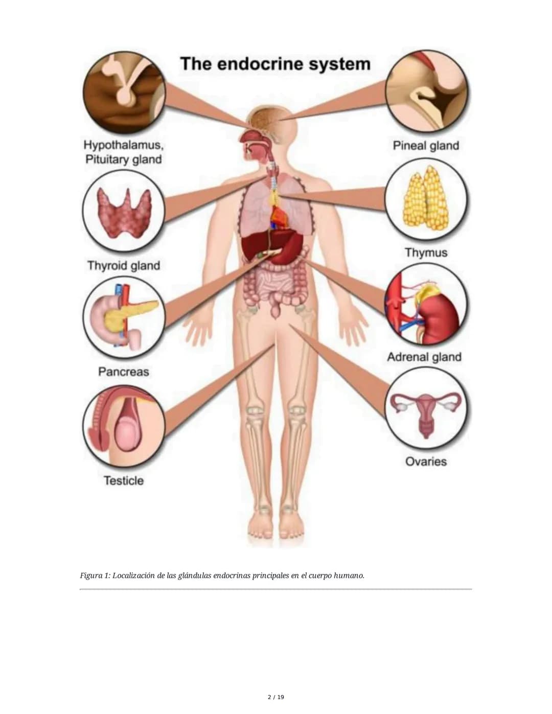 Sistema Endocrino: Anatomía y Fisiología
1. Introducción al Sistema Endocrino
El sistema endocrino está compuesto por glándulas que secretan