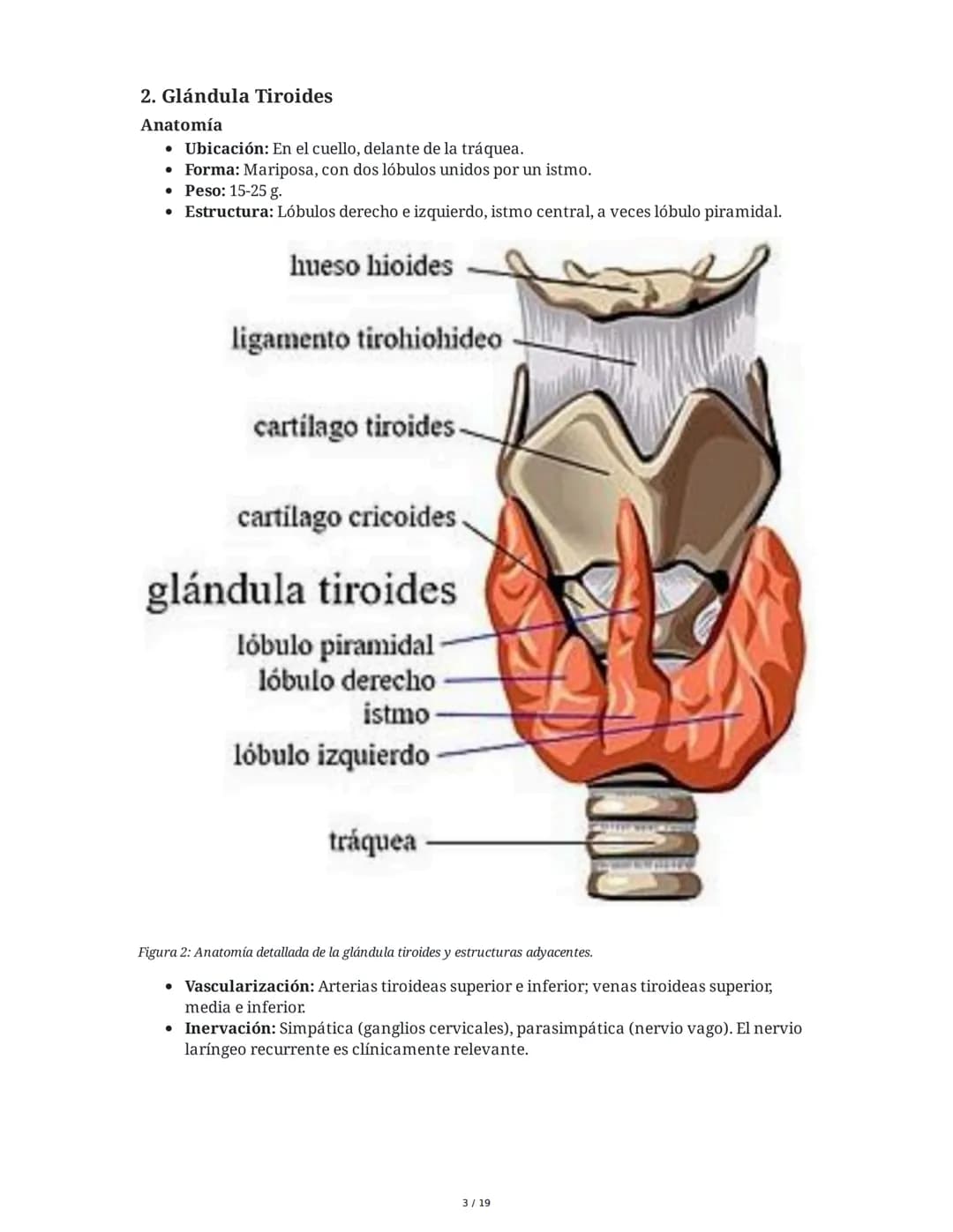 Sistema Endocrino: Anatomía y Fisiología
1. Introducción al Sistema Endocrino
El sistema endocrino está compuesto por glándulas que secretan
