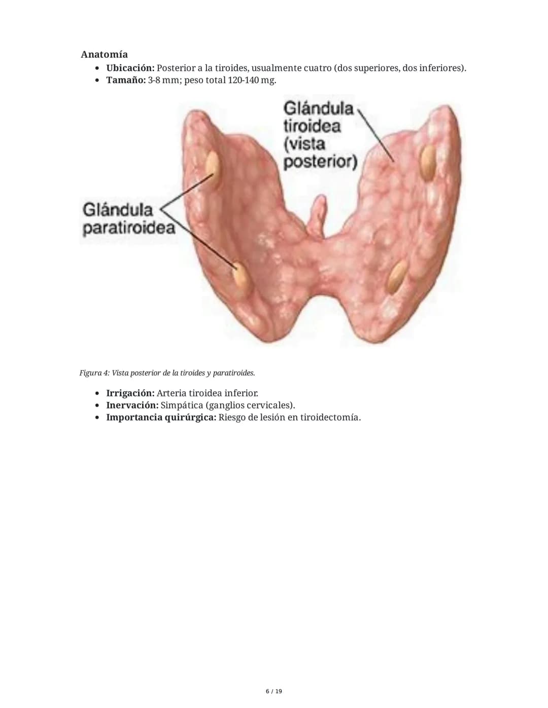 Sistema Endocrino: Anatomía y Fisiología
1. Introducción al Sistema Endocrino
El sistema endocrino está compuesto por glándulas que secretan