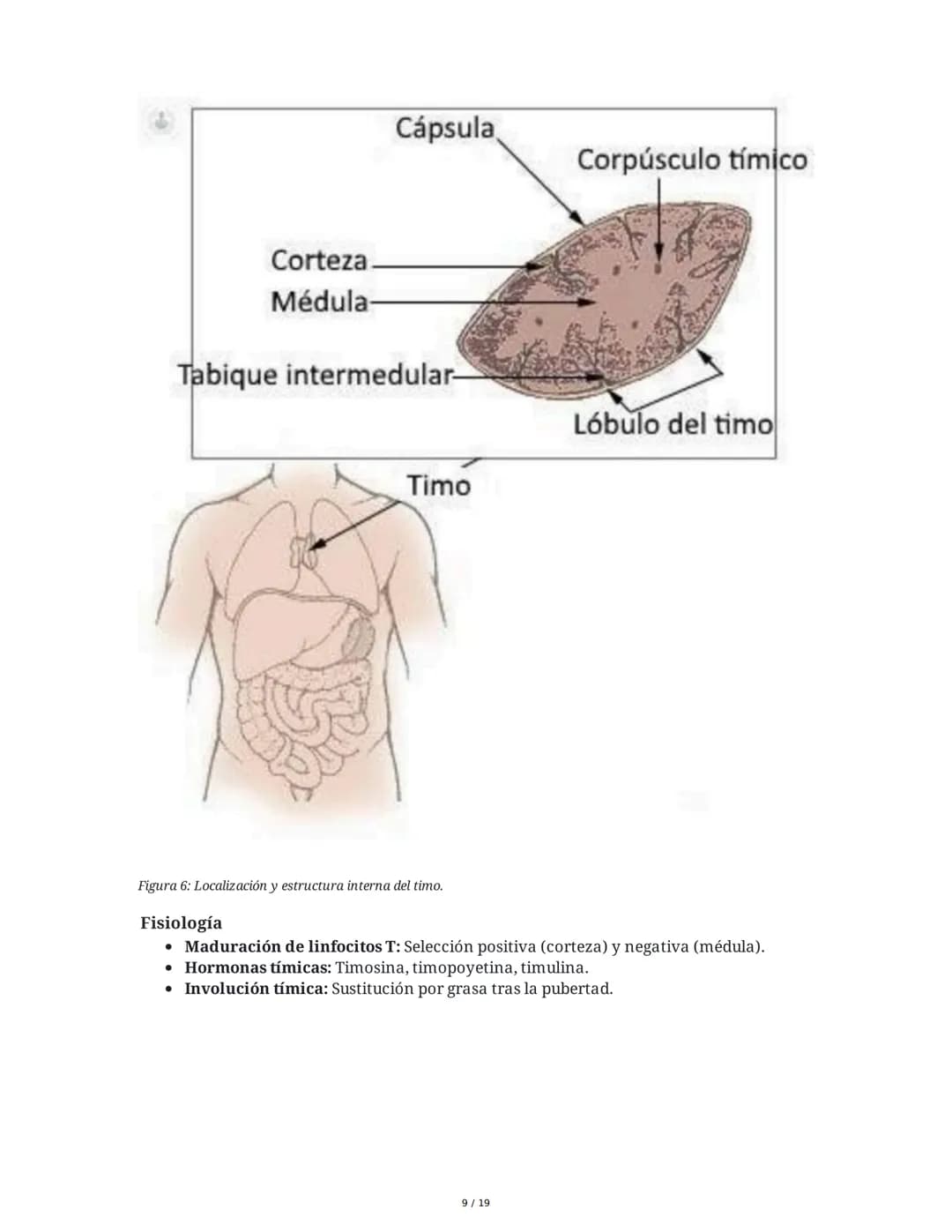 Sistema Endocrino: Anatomía y Fisiología
1. Introducción al Sistema Endocrino
El sistema endocrino está compuesto por glándulas que secretan