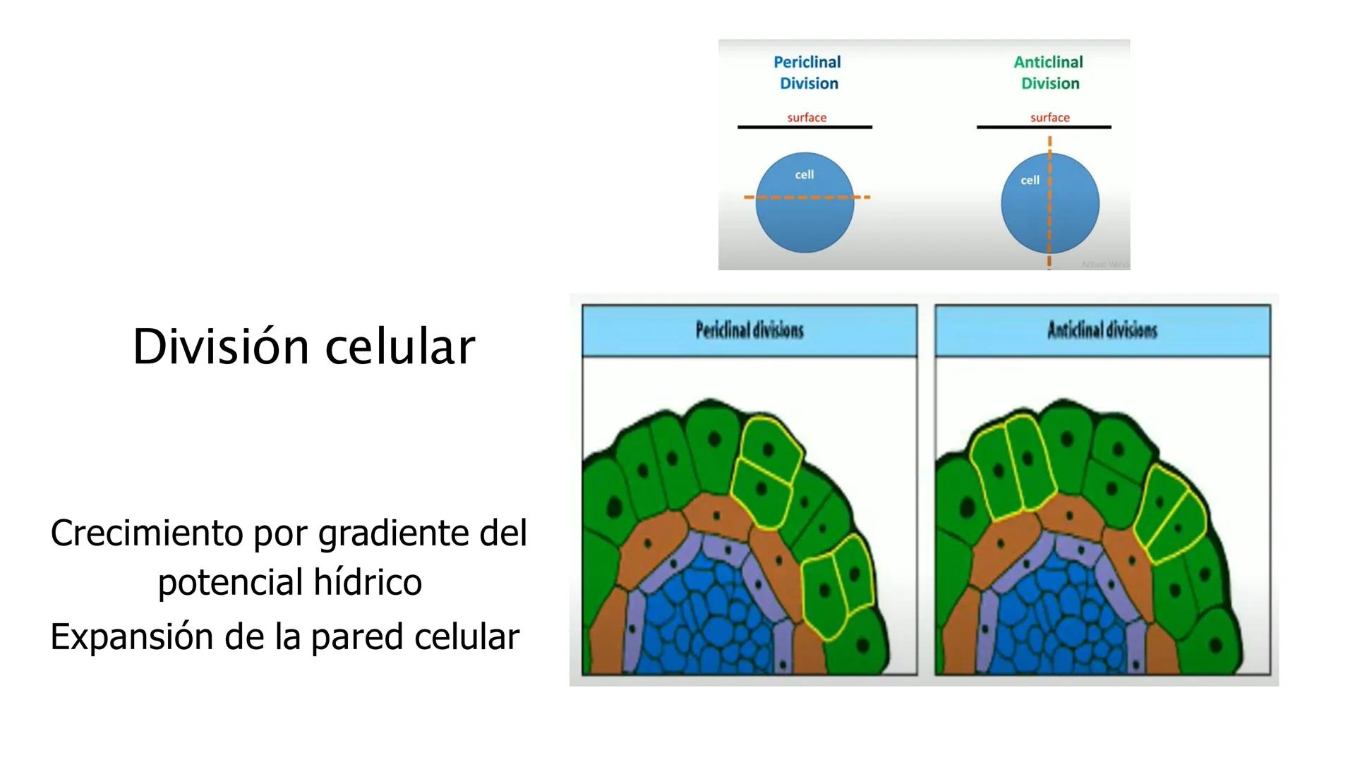 # Fisiología
## Vegetal
### TEORÍA

Profesora: Milagros Liscely Tumi Calisaya, Blga. M. Sc Contenido:
- Información general del curso
- (hor