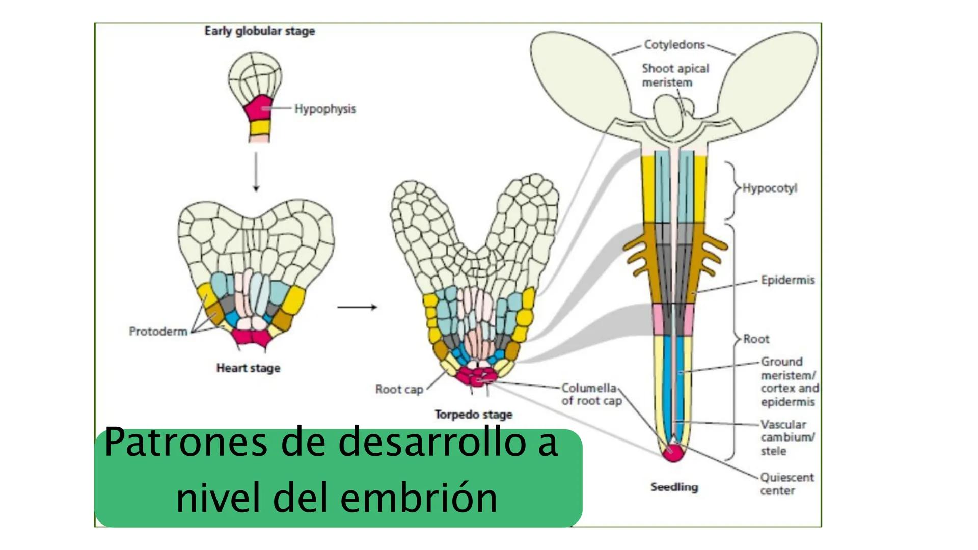 # Fisiología
## Vegetal
### TEORÍA

Profesora: Milagros Liscely Tumi Calisaya, Blga. M. Sc Contenido:
- Información general del curso
- (hor