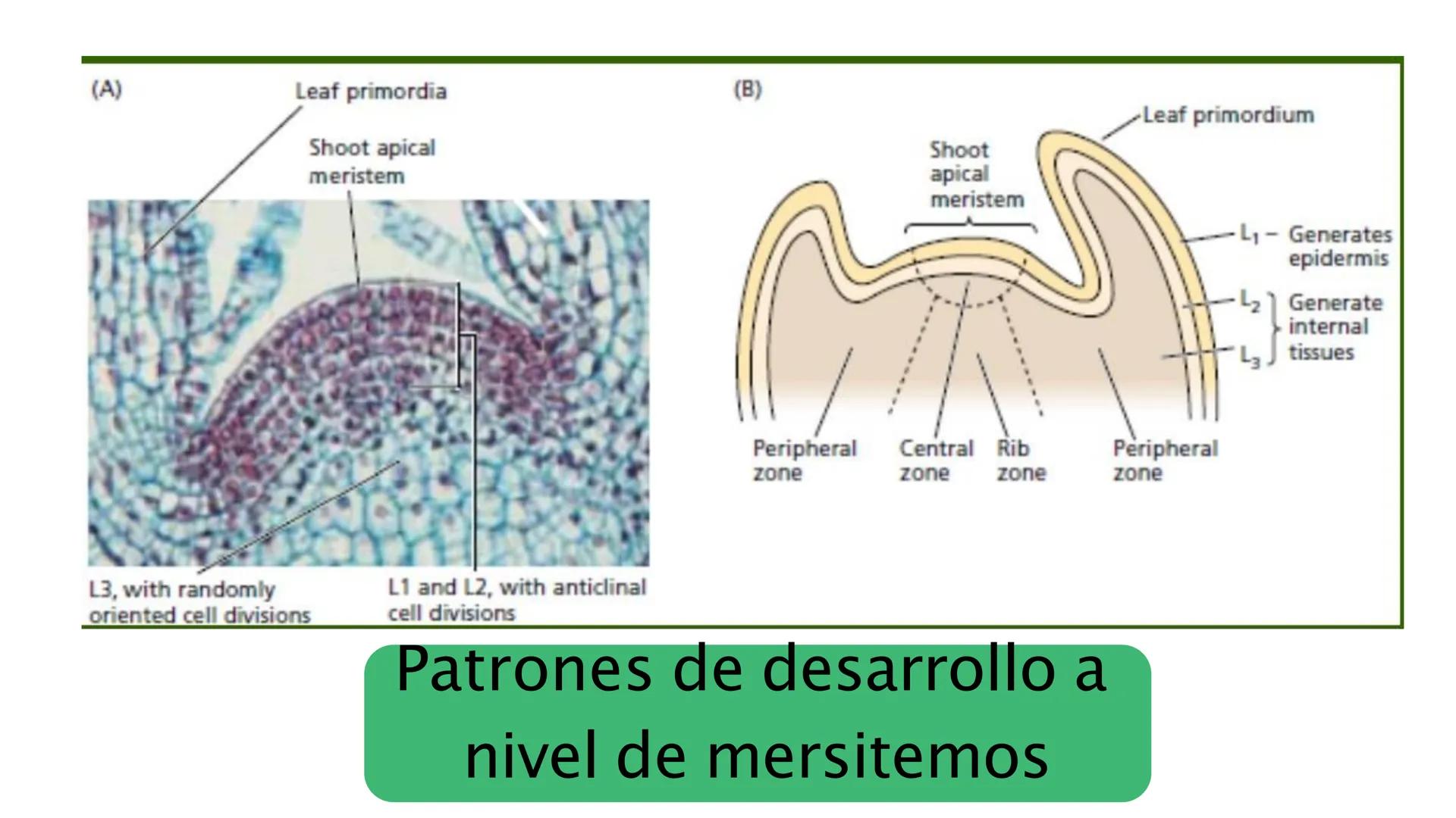 # Fisiología
## Vegetal
### TEORÍA

Profesora: Milagros Liscely Tumi Calisaya, Blga. M. Sc Contenido:
- Información general del curso
- (hor
