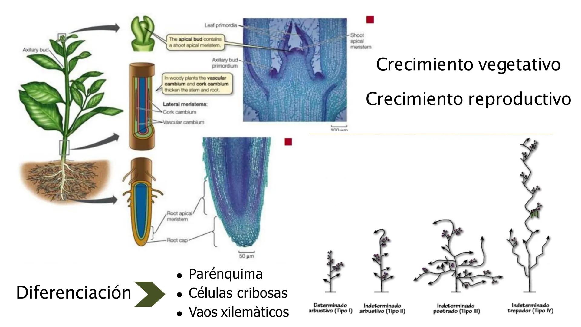 # Fisiología
## Vegetal
### TEORÍA

Profesora: Milagros Liscely Tumi Calisaya, Blga. M. Sc Contenido:
- Información general del curso
- (hor