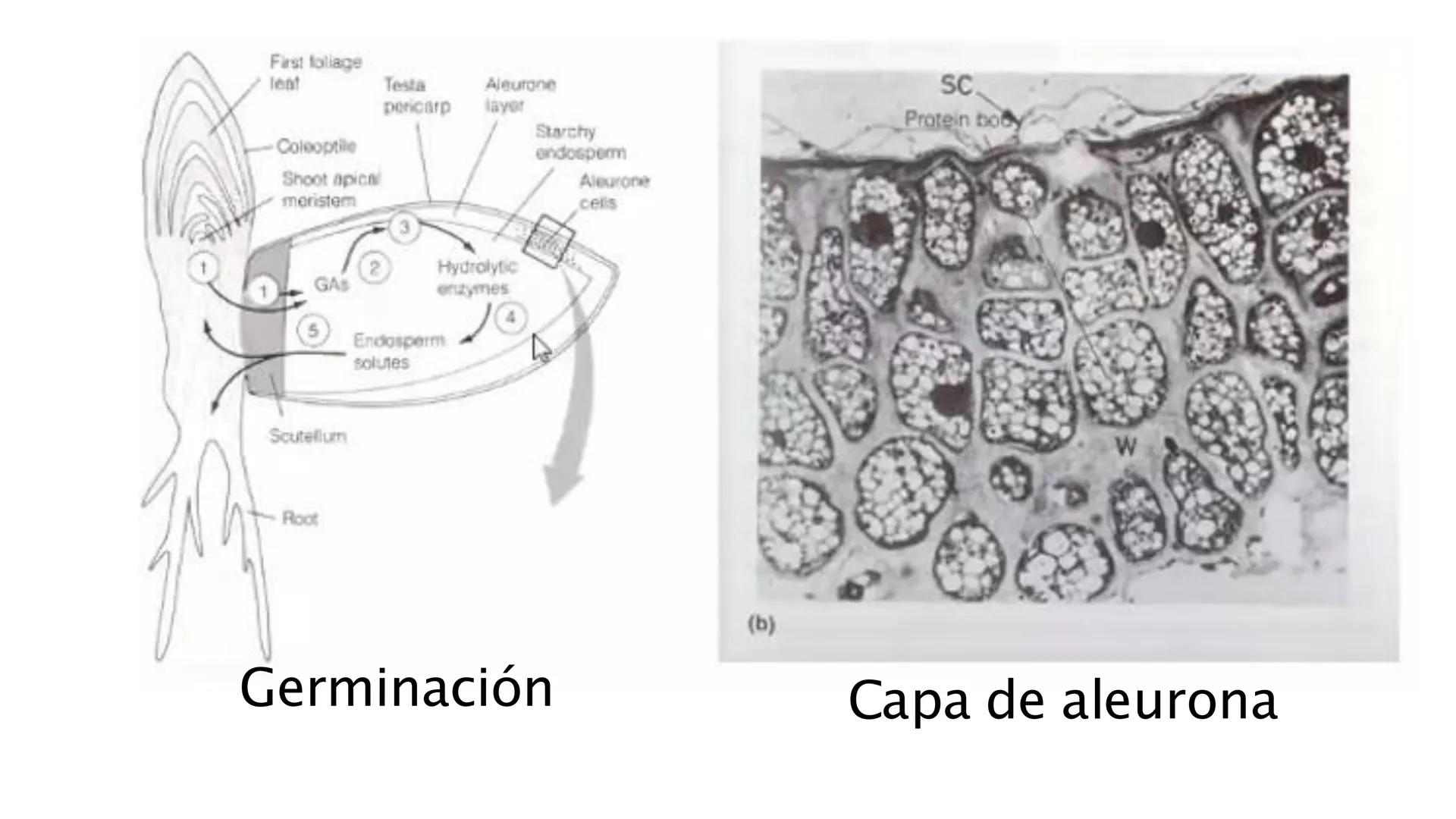 # Fisiología
## Vegetal
### TEORÍA

Profesora: Milagros Liscely Tumi Calisaya, Blga. M. Sc Contenido:
- Información general del curso
- (hor