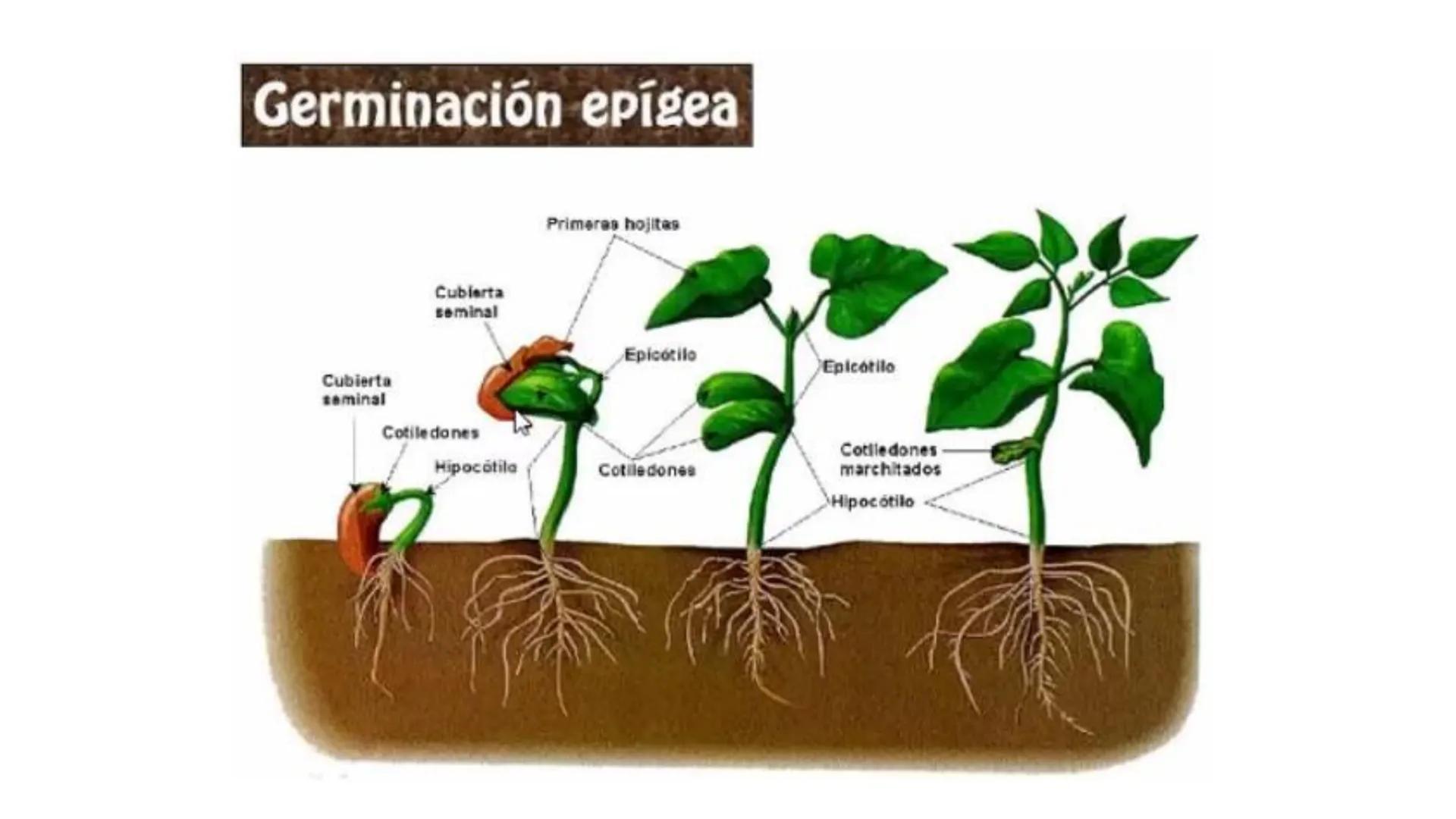 # Fisiología
## Vegetal
### TEORÍA

Profesora: Milagros Liscely Tumi Calisaya, Blga. M. Sc Contenido:
- Información general del curso
- (hor