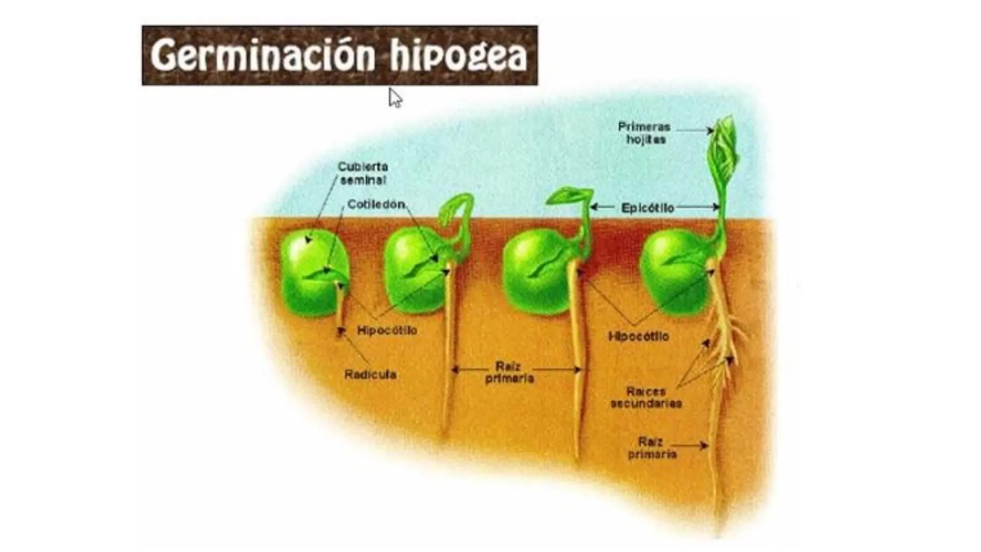 # Fisiología
## Vegetal
### TEORÍA

Profesora: Milagros Liscely Tumi Calisaya, Blga. M. Sc Contenido:
- Información general del curso
- (hor