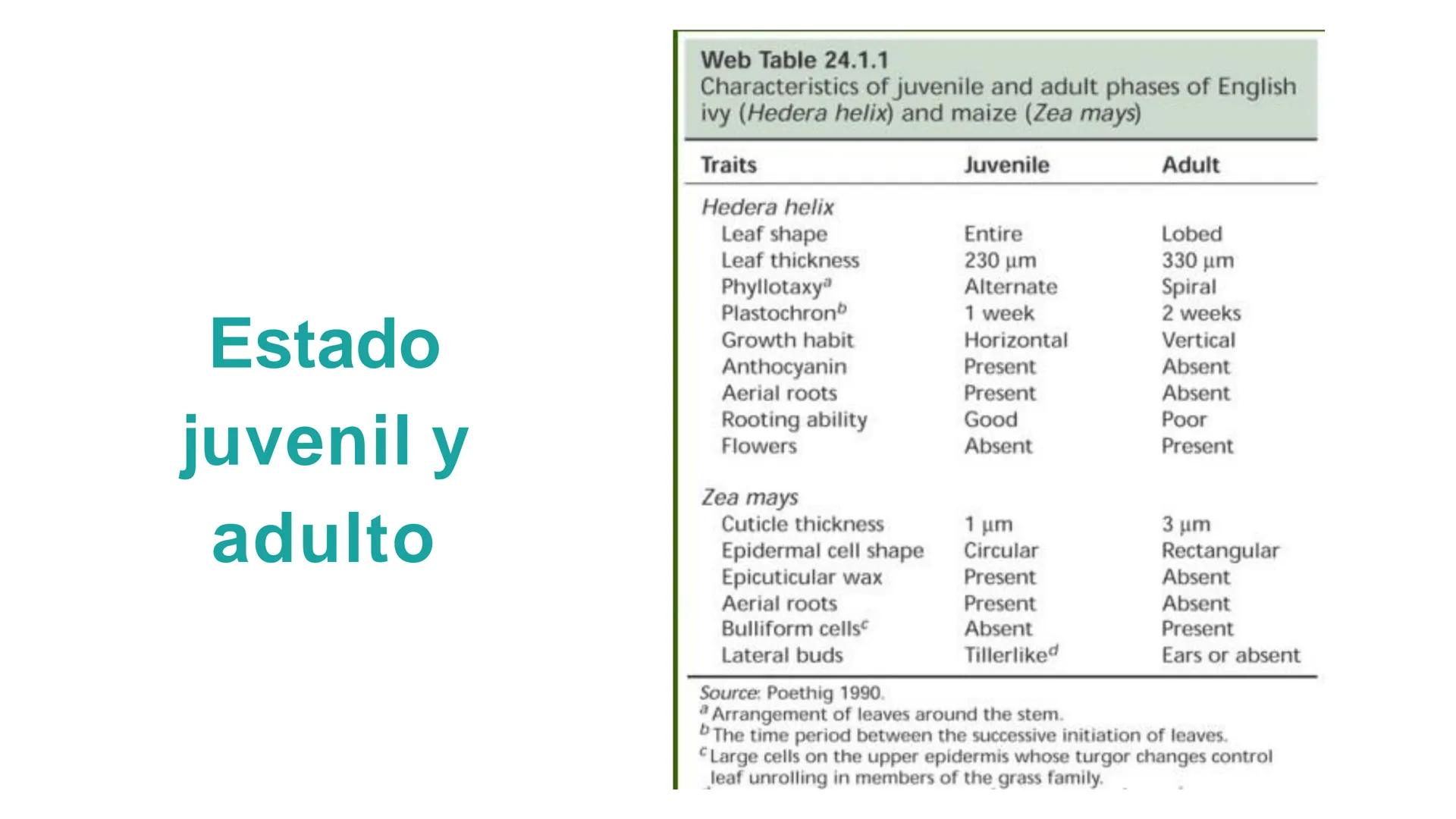 # Fisiología
## Vegetal
### TEORÍA

Profesora: Milagros Liscely Tumi Calisaya, Blga. M. Sc Contenido:
- Información general del curso
- (hor