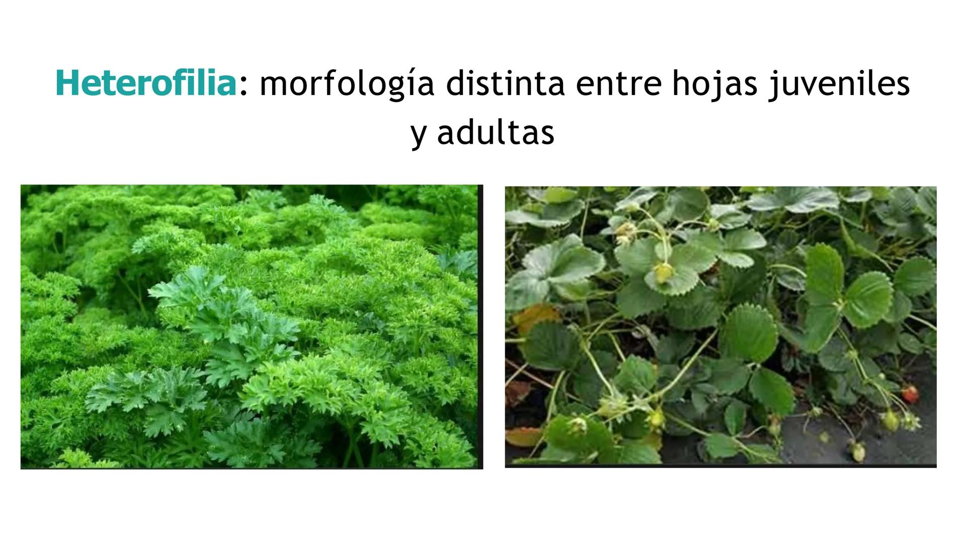 # Fisiología
## Vegetal
### TEORÍA

Profesora: Milagros Liscely Tumi Calisaya, Blga. M. Sc Contenido:
- Información general del curso
- (hor
