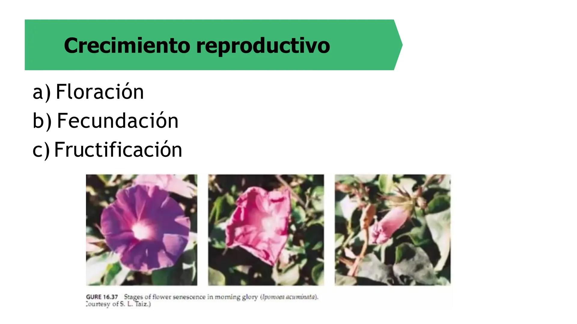 # Fisiología
## Vegetal
### TEORÍA

Profesora: Milagros Liscely Tumi Calisaya, Blga. M. Sc Contenido:
- Información general del curso
- (hor