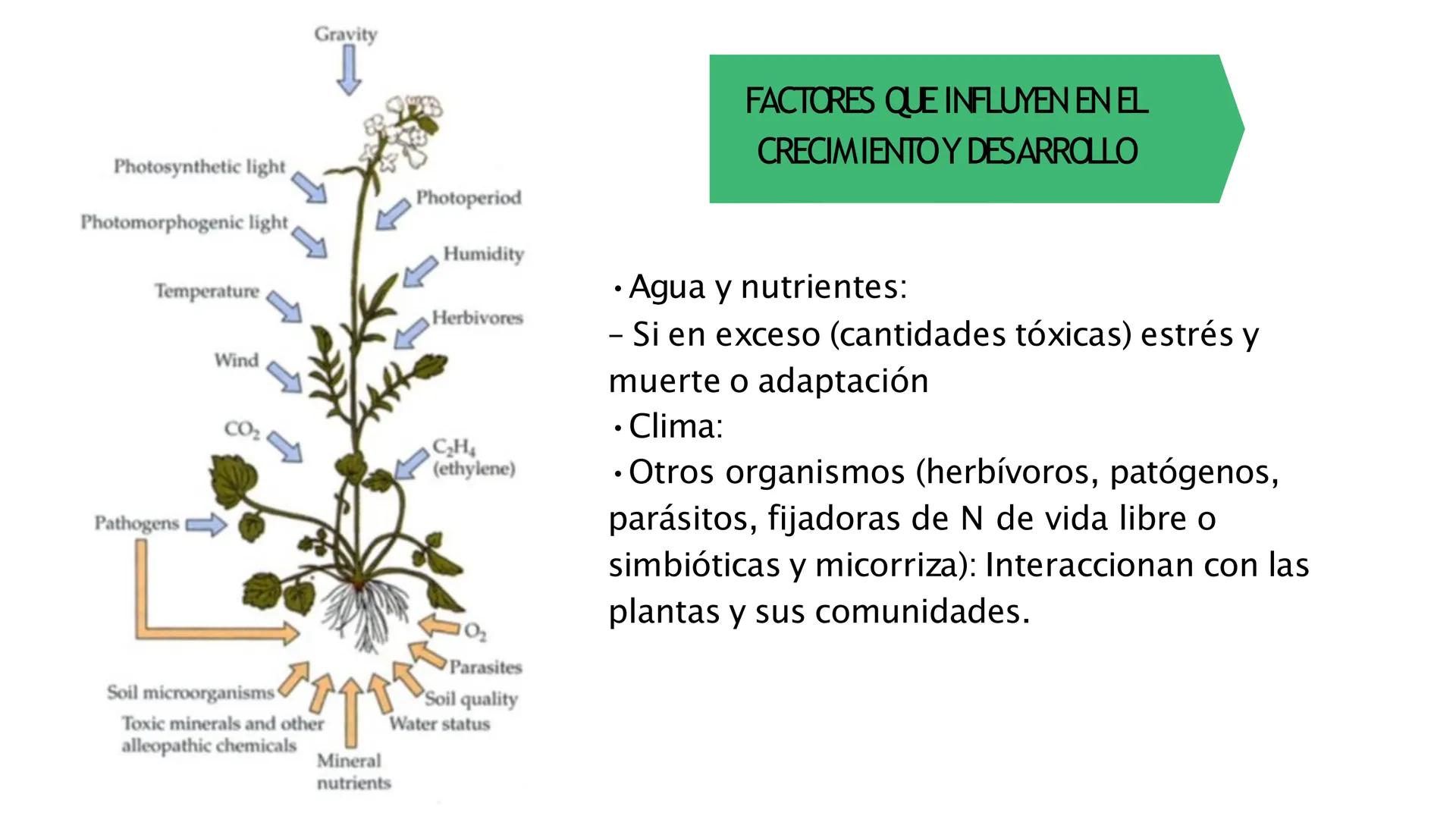 # Fisiología
## Vegetal
### TEORÍA

Profesora: Milagros Liscely Tumi Calisaya, Blga. M. Sc Contenido:
- Información general del curso
- (hor