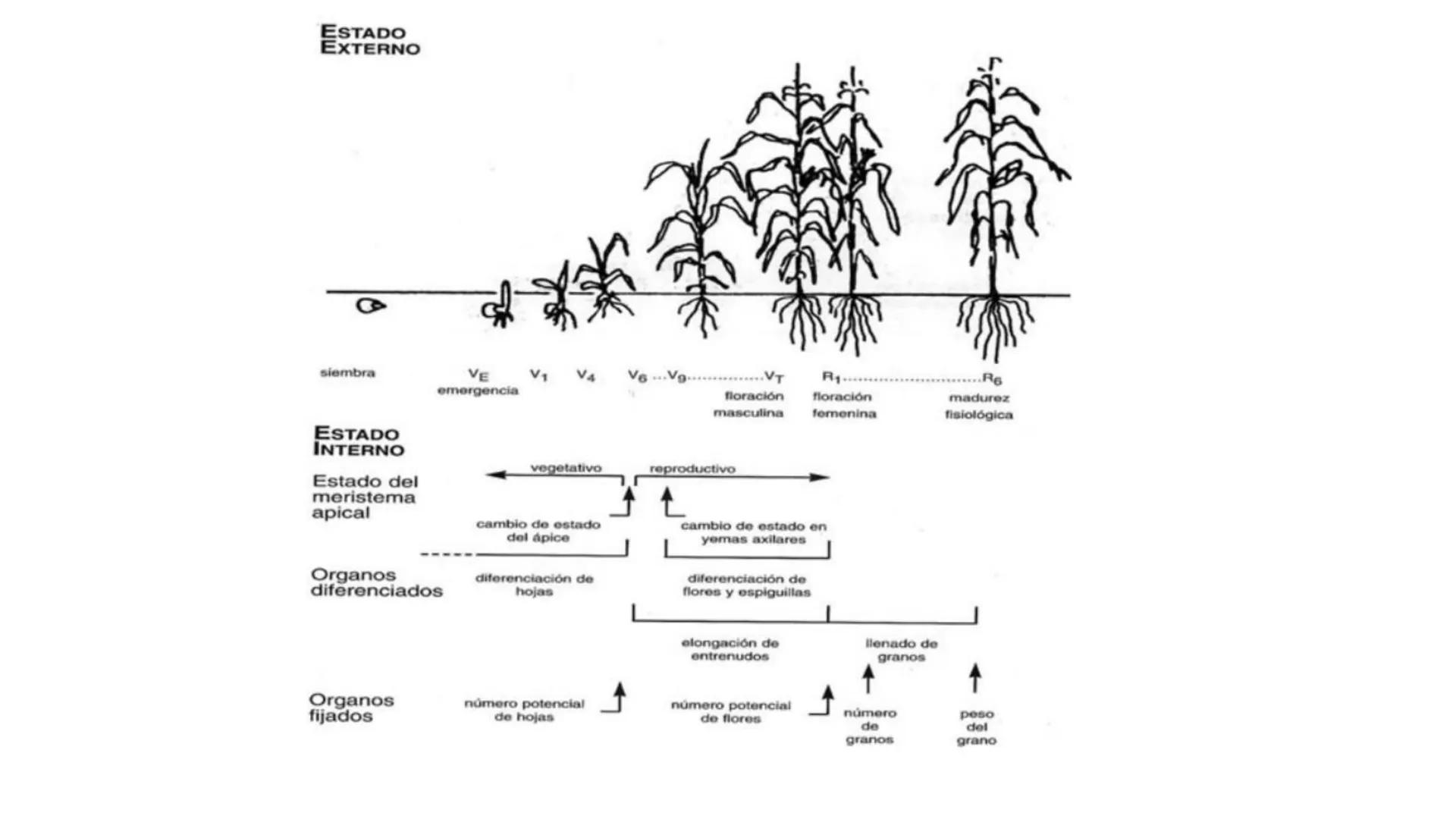 # Fisiología
## Vegetal
### TEORÍA

Profesora: Milagros Liscely Tumi Calisaya, Blga. M. Sc Contenido:
- Información general del curso
- (hor
