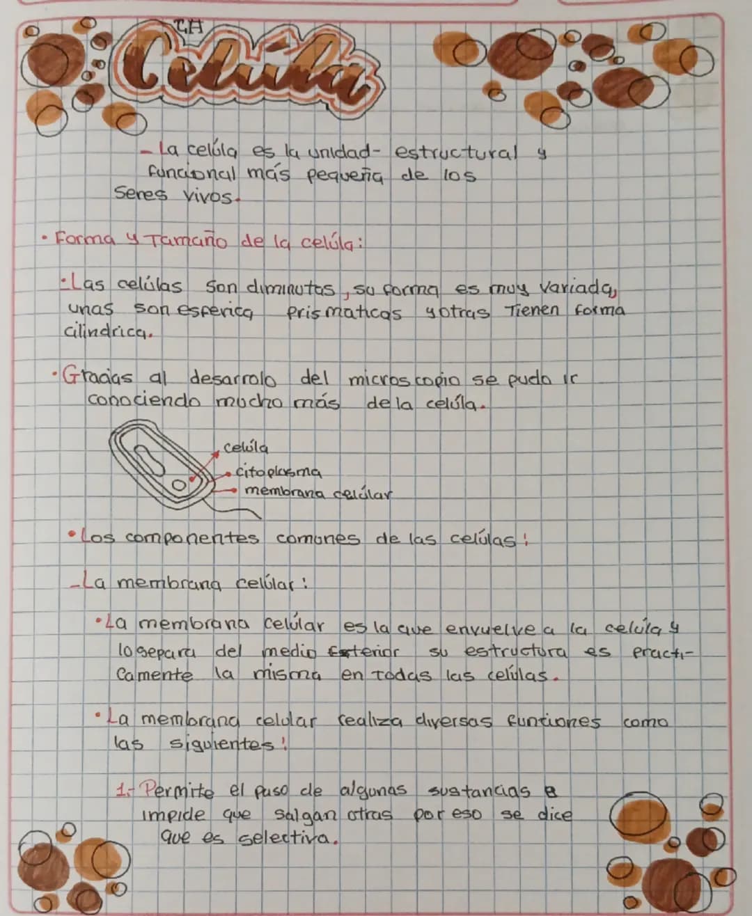 # Célula

- La célula es la unidad estructural y funcional más pequeña de los seres vivos.

- Forma y Tamaño de la célula:

- Las células so